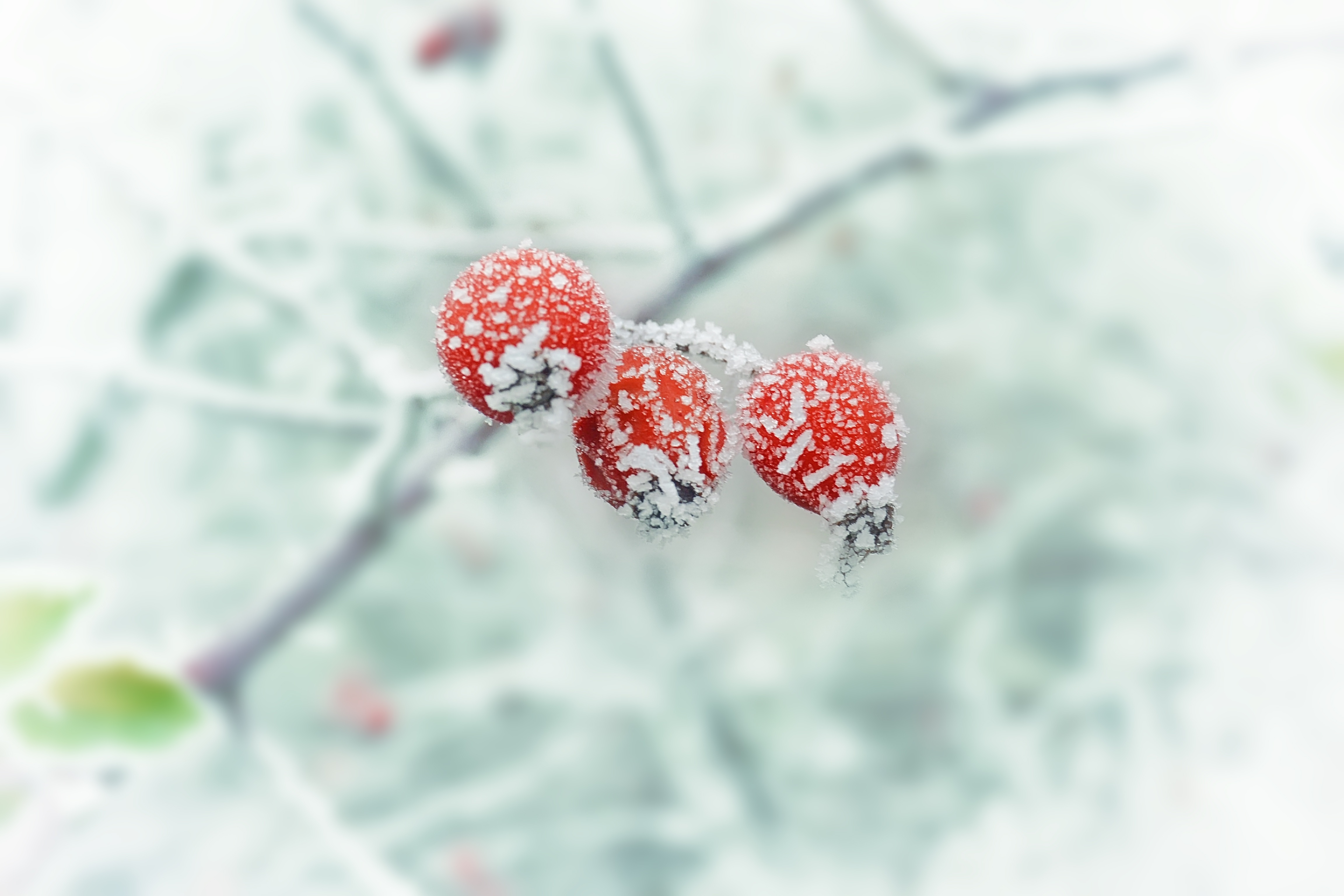 Free download wallpaper Macro, Hoarfrost, Winter, Berries, Branch, Frost on your PC desktop