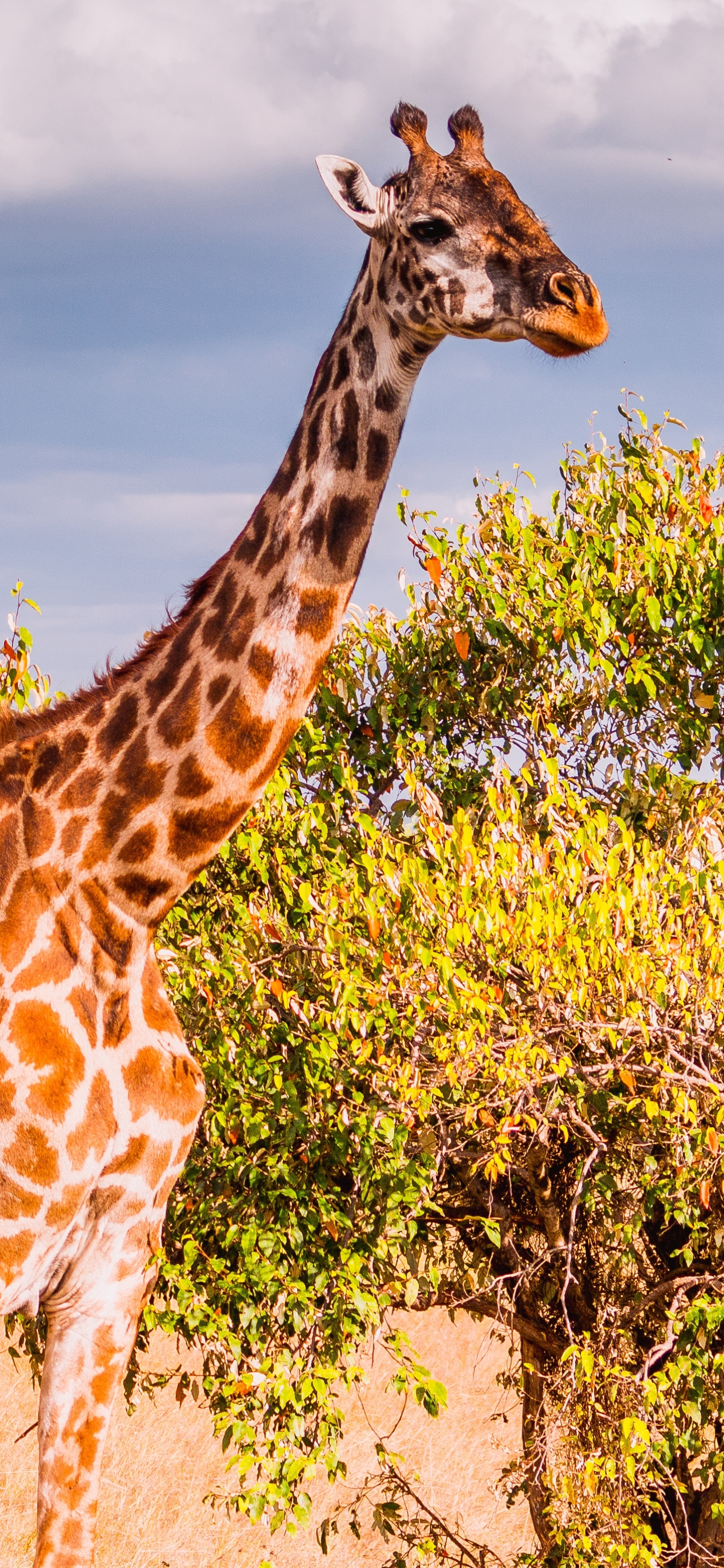 Téléchargez des papiers peints mobile Animaux, Girafe, Bébé Animal gratuitement.