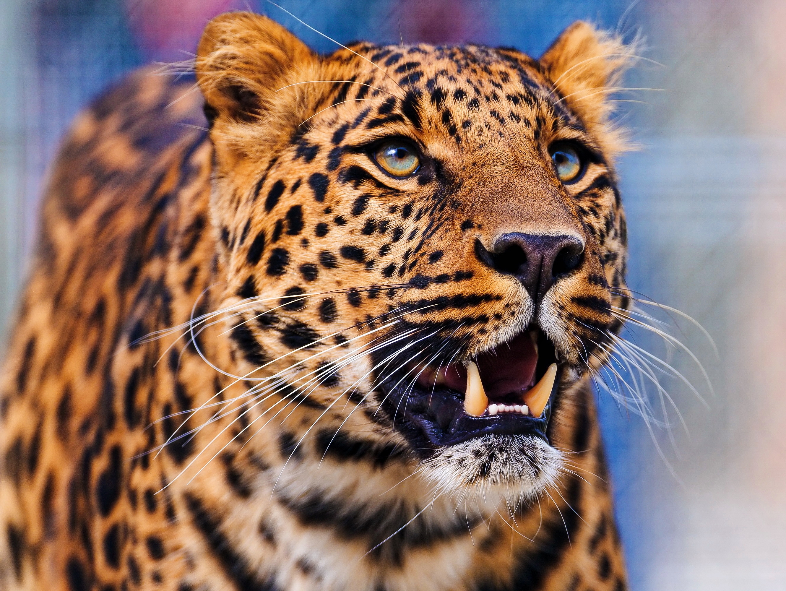 125219 baixar imagens predator, animais, leopardo, agressão, focinho, predador, visão, opinião - papéis de parede e protetores de tela gratuitamente