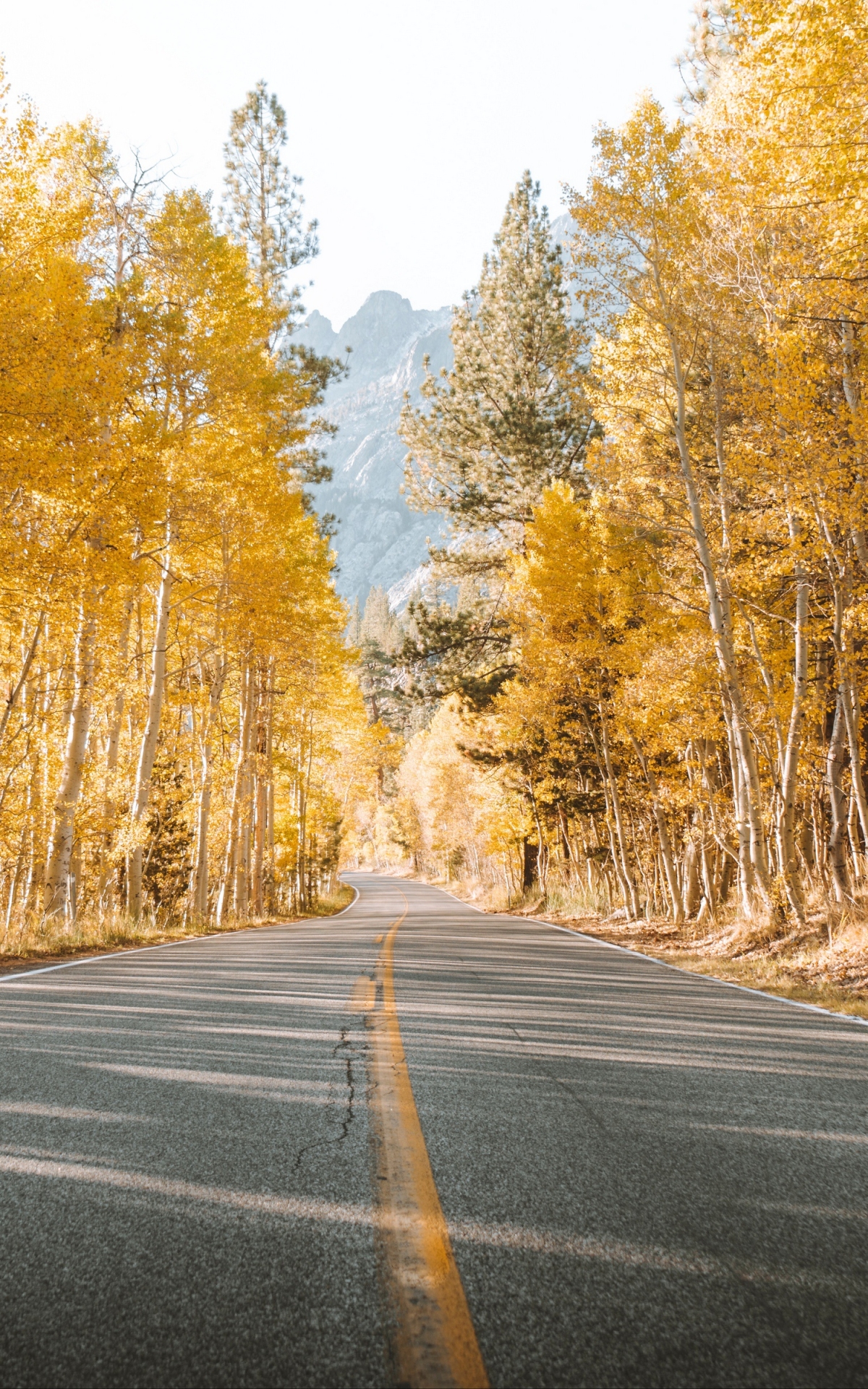 Download mobile wallpaper Nature, Road, Tree, Fall, Man Made for free.