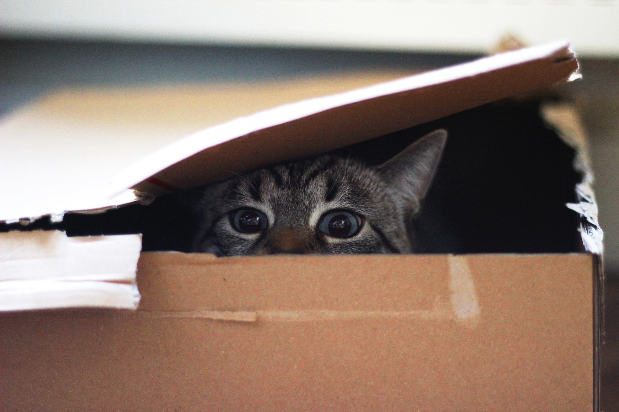 box, animal, cat, close up, stare, cats
