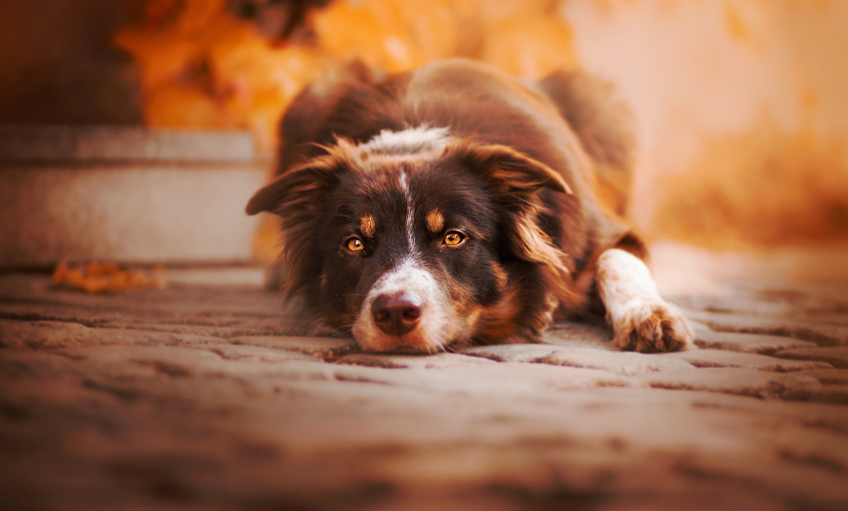 Download mobile wallpaper Dogs, Dog, Muzzle, Animal, Border Collie for free.