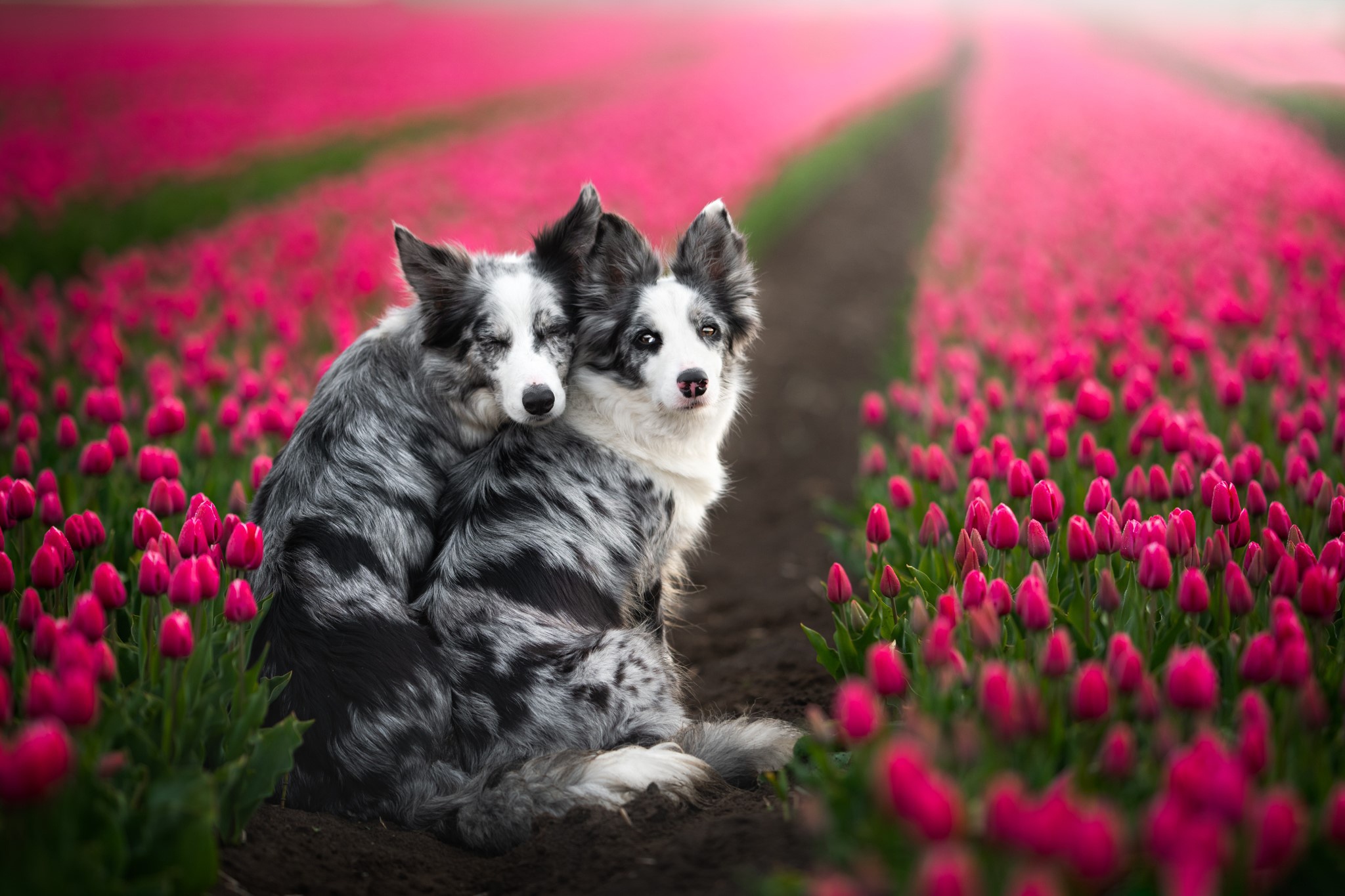 Free download wallpaper Dogs, Dog, Animal, Tulip, Border Collie on your PC desktop