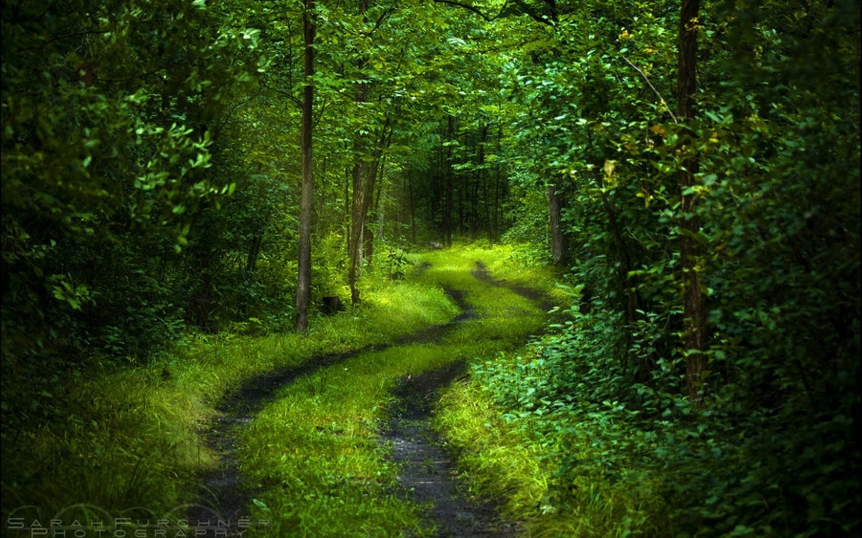 Free download wallpaper Nature, Forest, Tree, Earth, Path, Greenery on your PC desktop