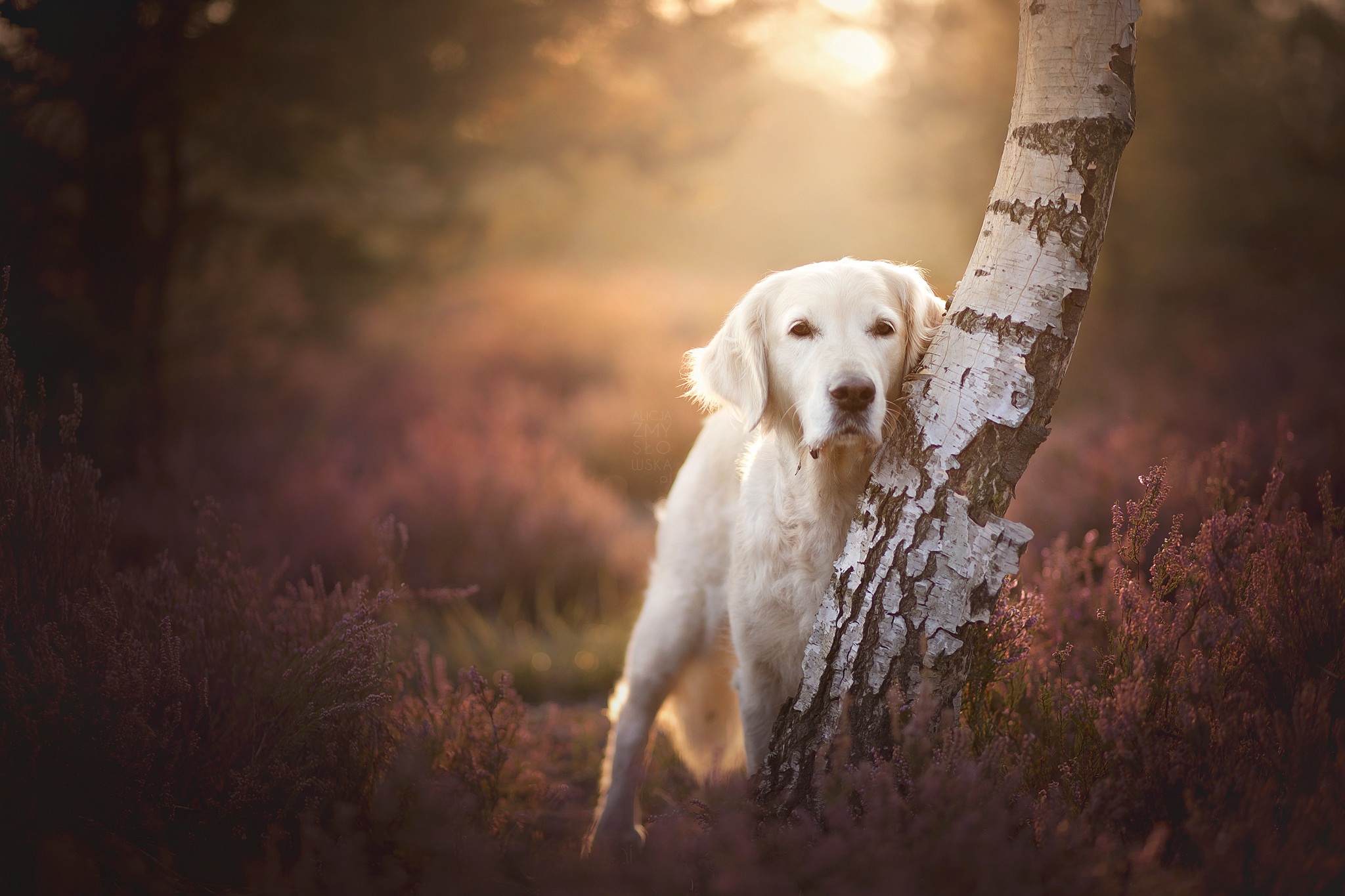 Download mobile wallpaper Nature, Dogs, Dog, Animal, Labrador Retriever, Depth Of Field for free.