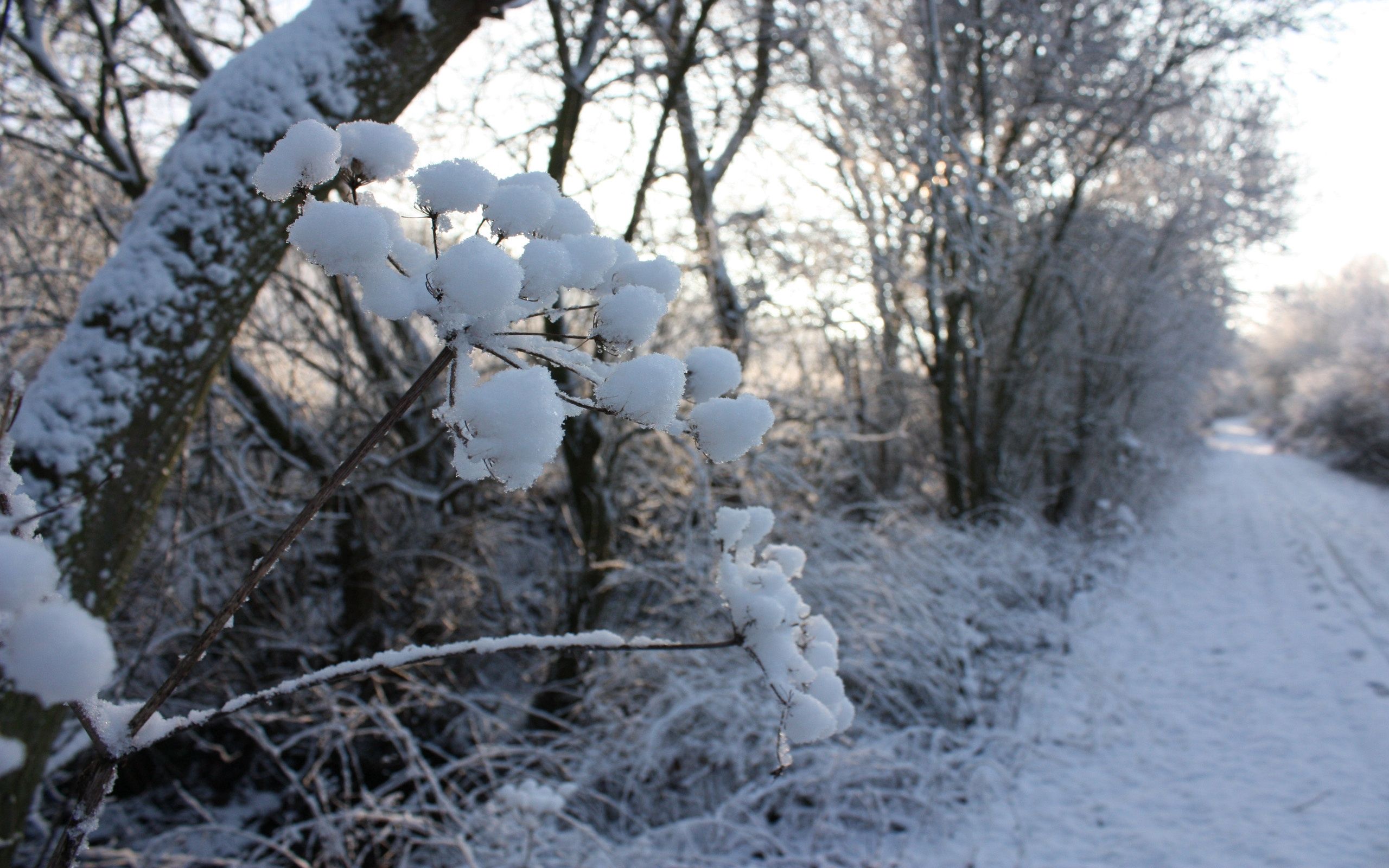 Скачать картинку Снег, Трава, Дорога, Мороз, Зима, Природа в телефон бесплатно.