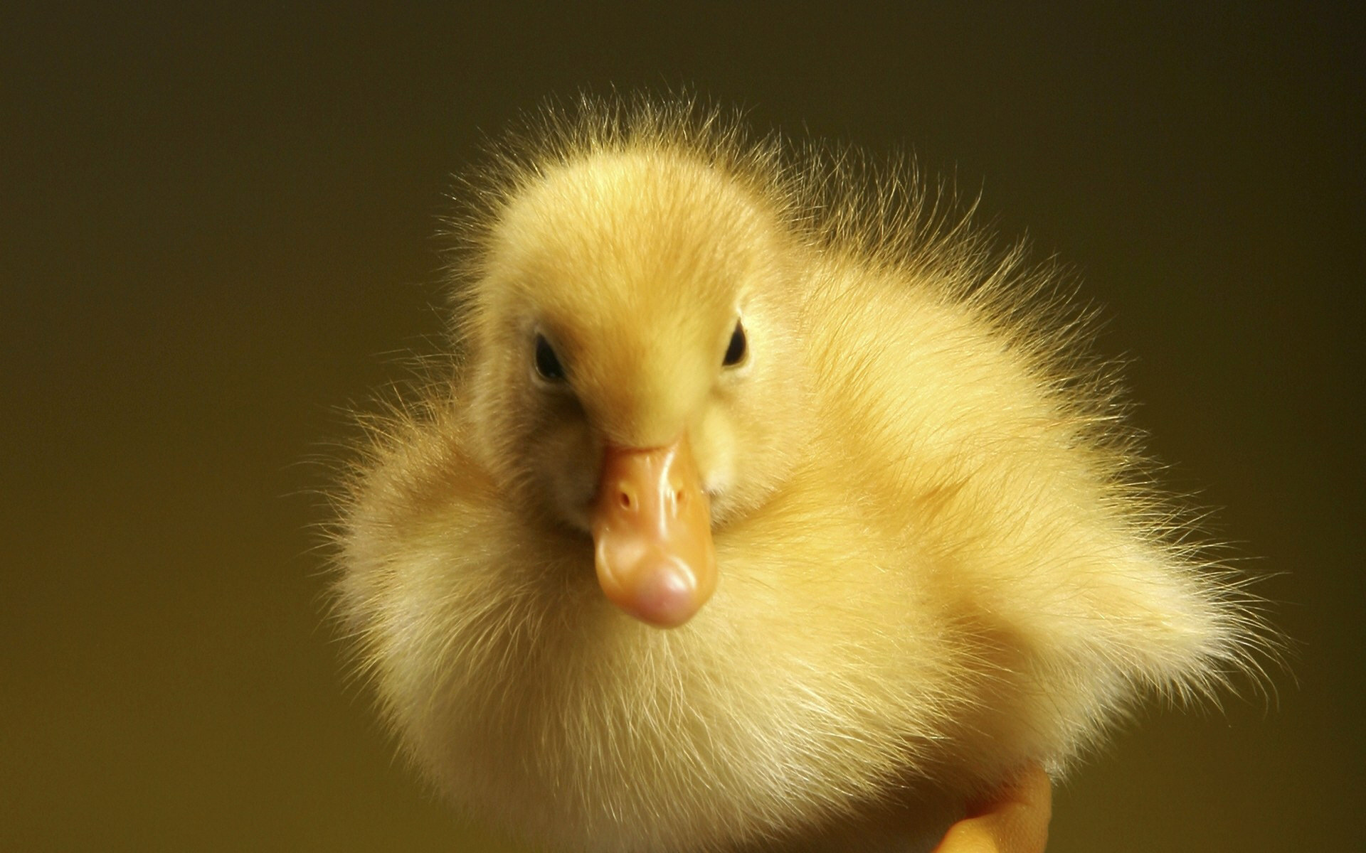 Download mobile wallpaper Animal, Duck, Cute for free.