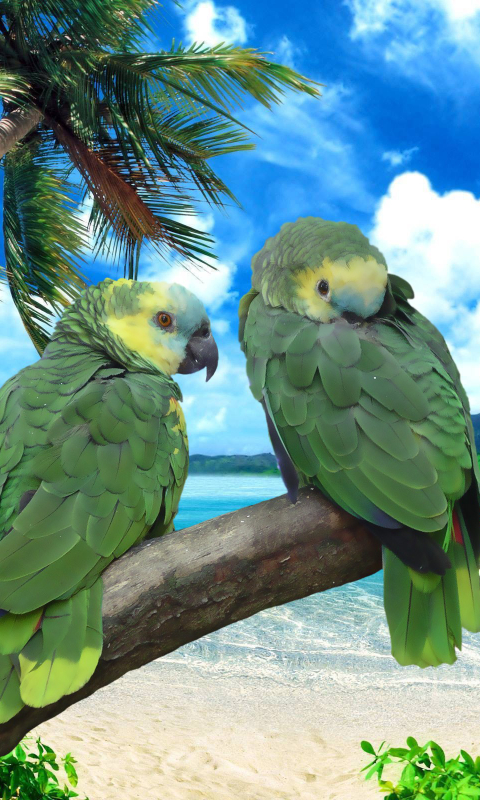 Download mobile wallpaper Birds, Bird, Animal, Parrot for free.