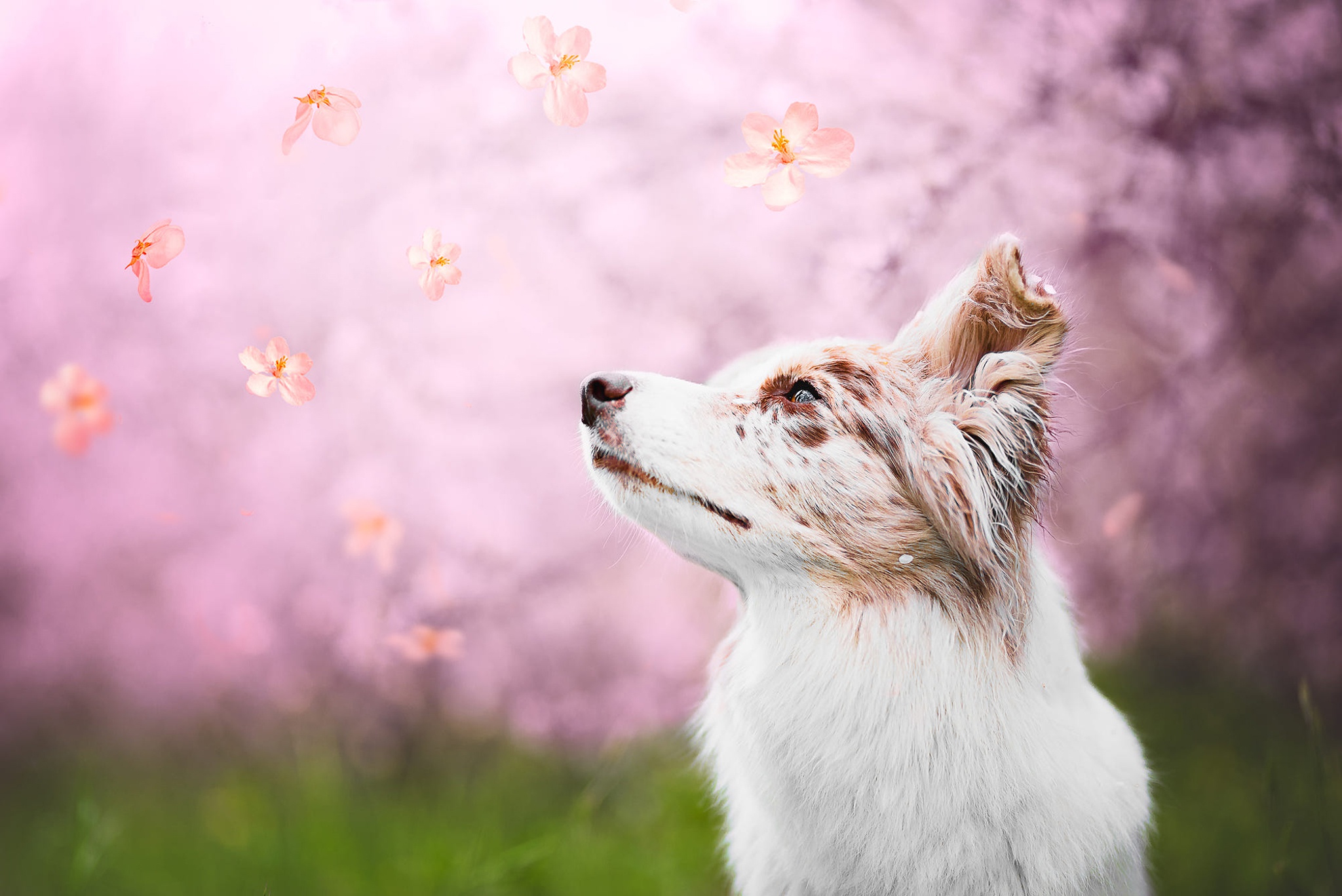 無料モバイル壁紙動物, 犬, 子犬, 赤ちゃん動物をダウンロードします。