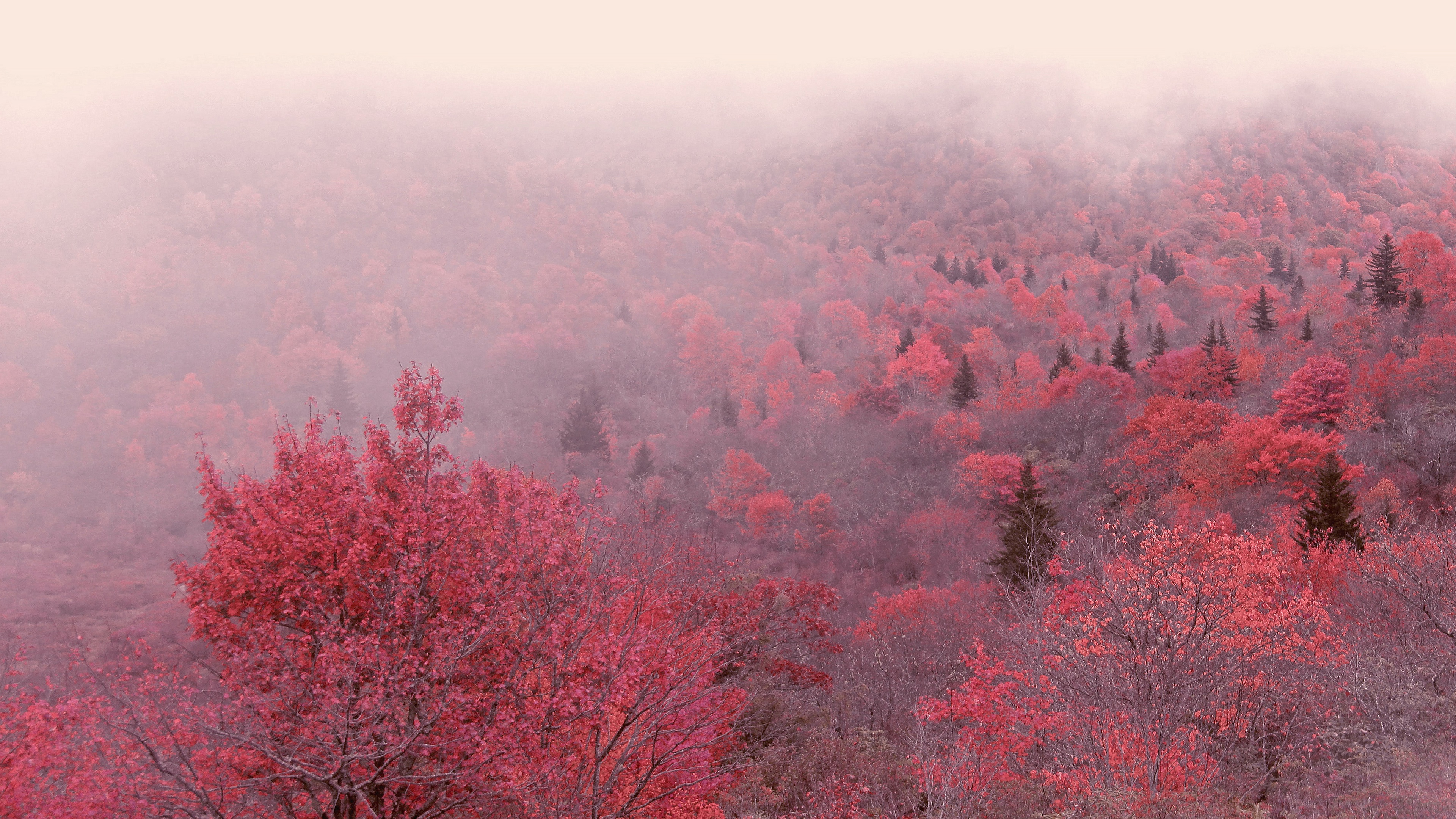 Скачать картинку Осень, Дерево, Туман, Утро, Земля/природа в телефон бесплатно.