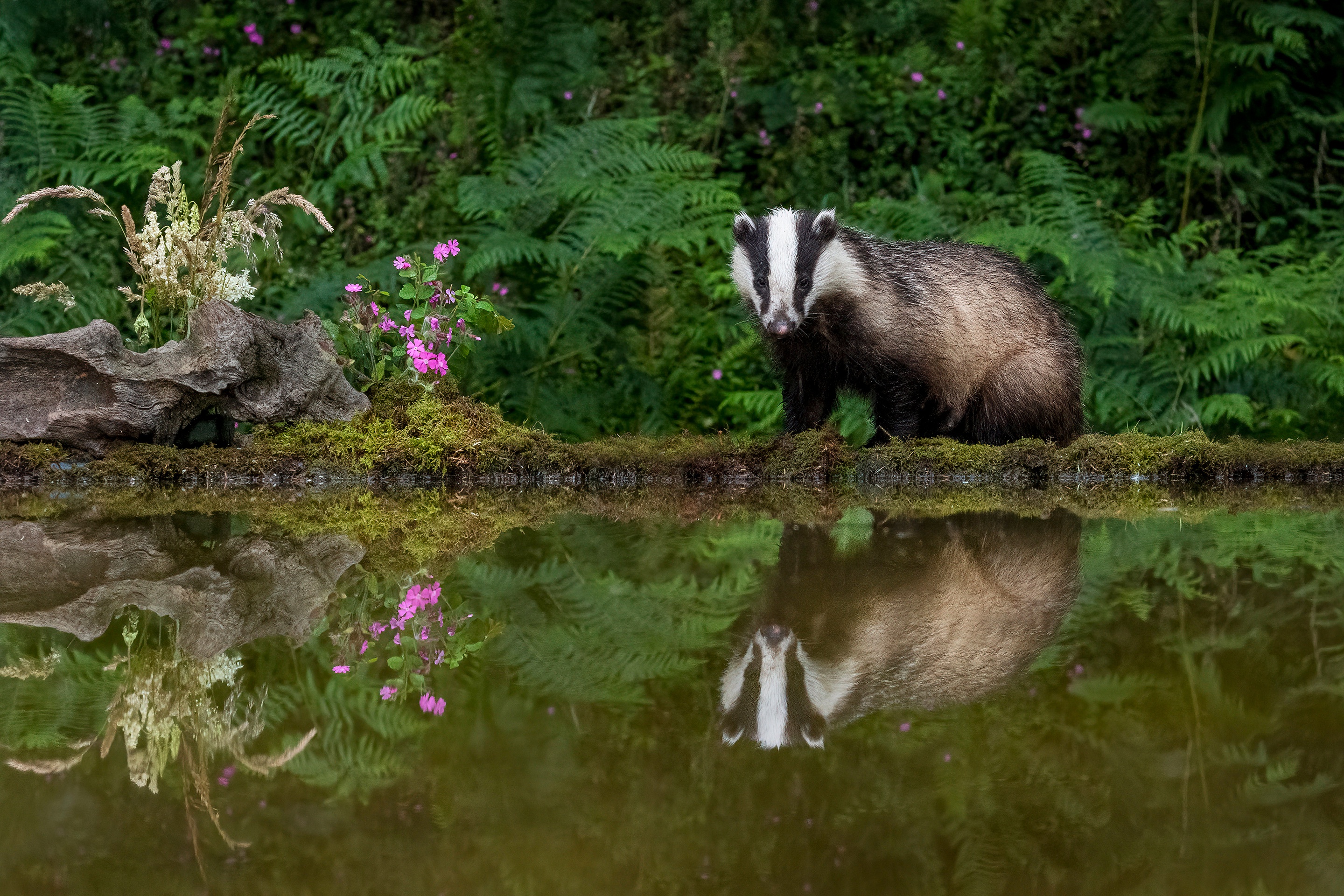 animal, badger, flower, pond, reflection
