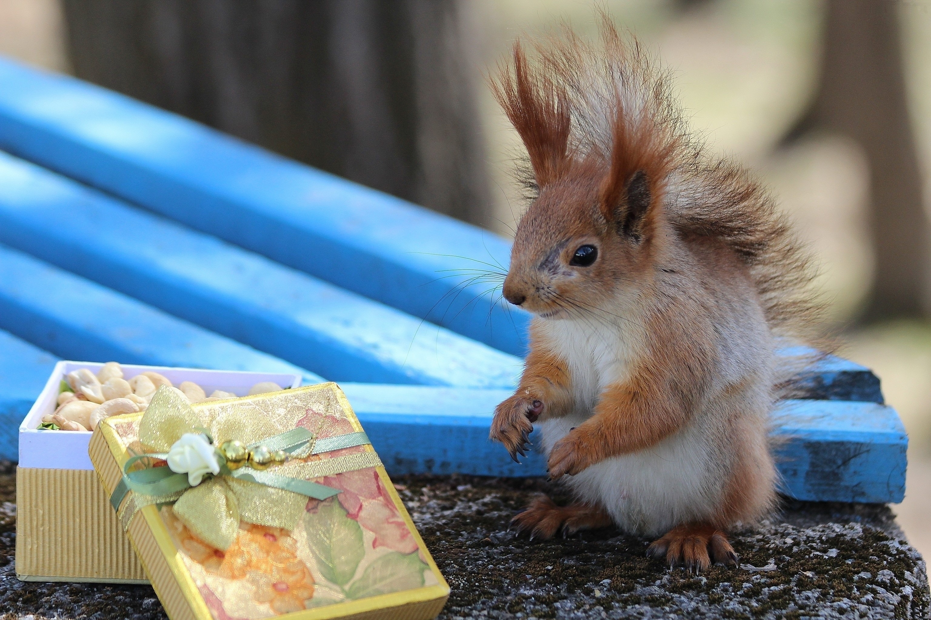 Download mobile wallpaper Box, Present, Gift, Animals, Smooth, Squirrel, Blur for free.