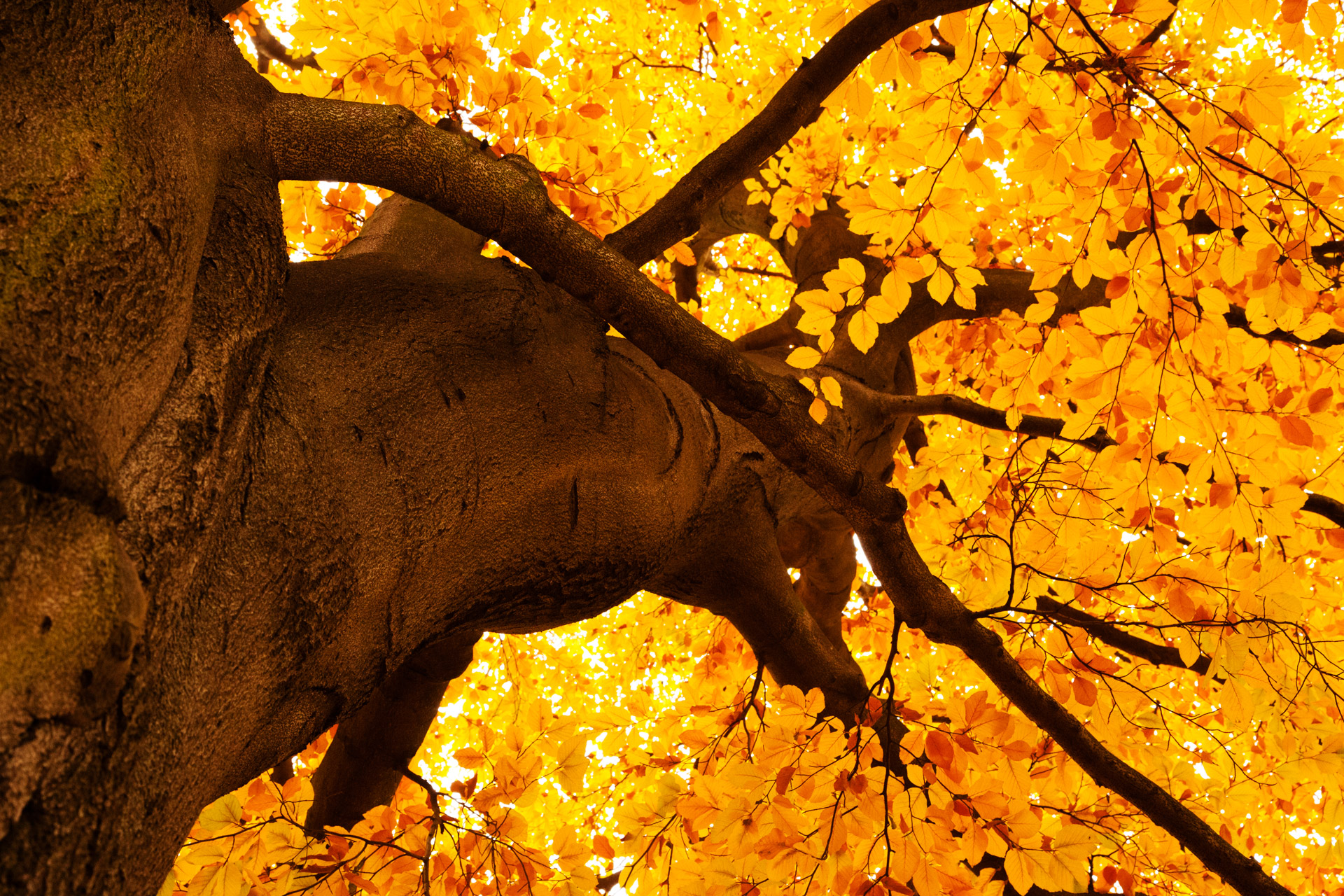 345890 descargar imagen árboles, brillante, tierra/naturaleza, árbol, rama, otoño, dorado, hoja, naturaleza, color naranja), temporada, amarillo: fondos de pantalla y protectores de pantalla gratis
