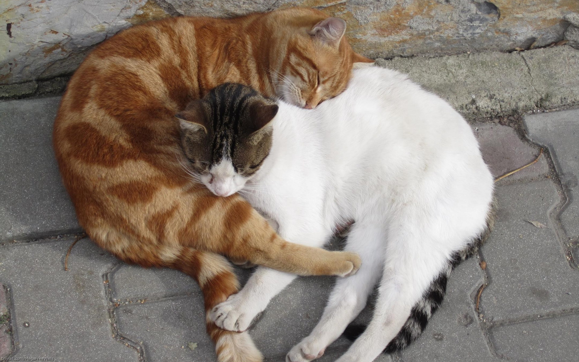 Baixar papel de parede para celular de Animais, Gato gratuito.