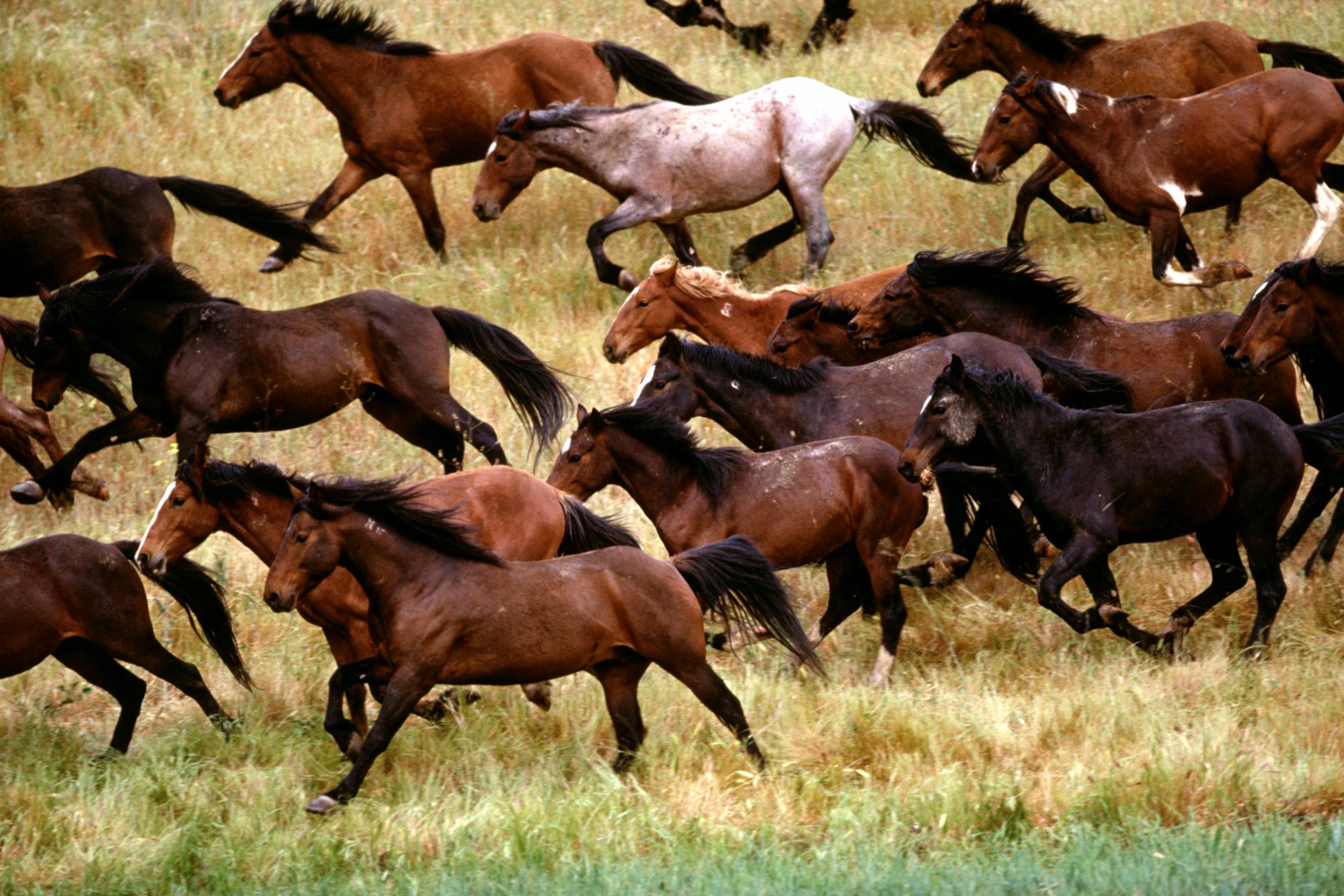 無料モバイル壁紙動物, 馬をダウンロードします。