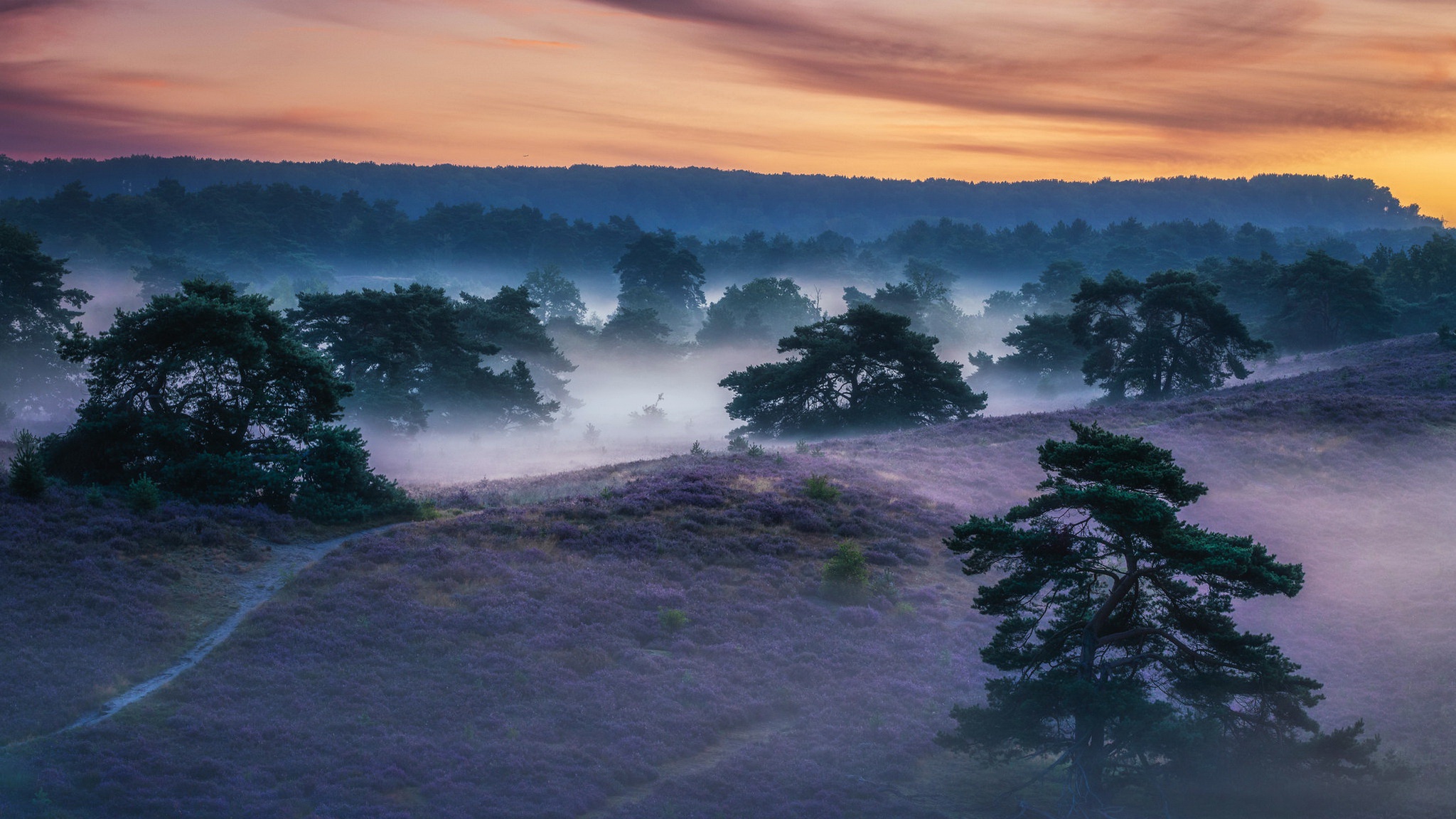 無料モバイル壁紙風景, 森, 霧, 地球をダウンロードします。