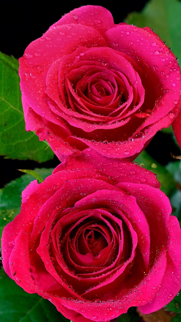 Download mobile wallpaper Flowers, Flower, Rose, Earth, Water Drop, Pink Flower, Pink Rose for free.