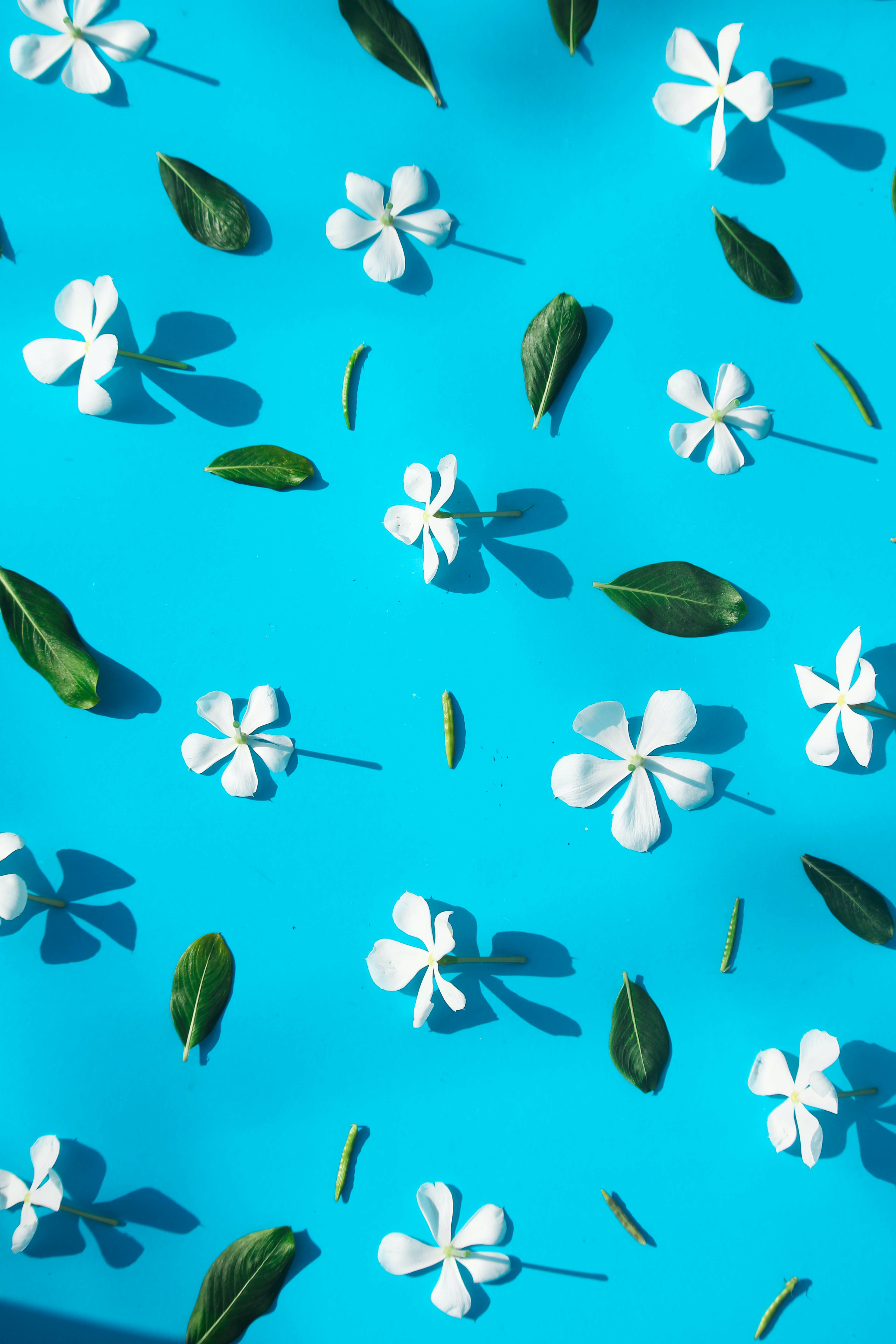 Free download wallpaper Flowers, Leaves on your PC desktop