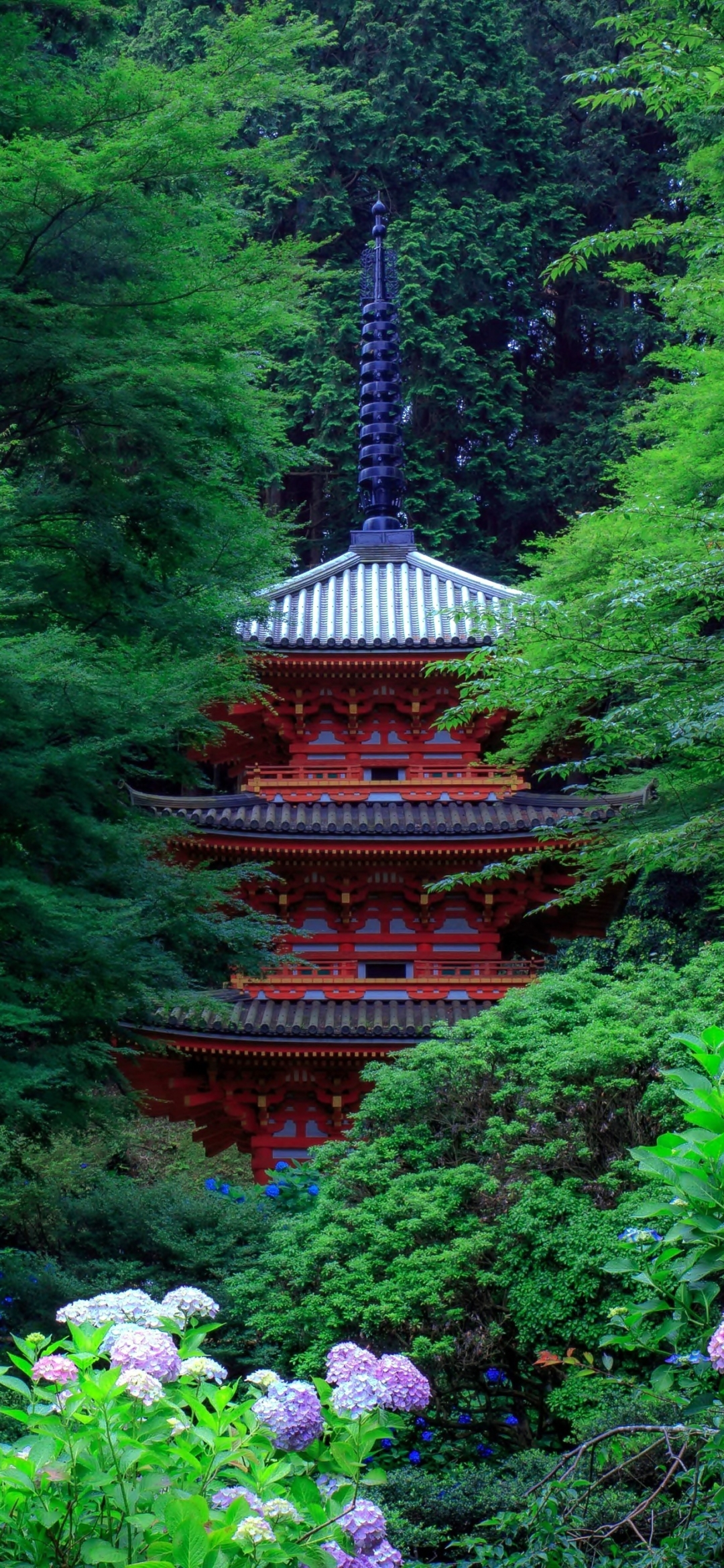 Baixar papel de parede para celular de Jardim, Japão, Flor Roxa, Feito Pelo Homem gratuito.