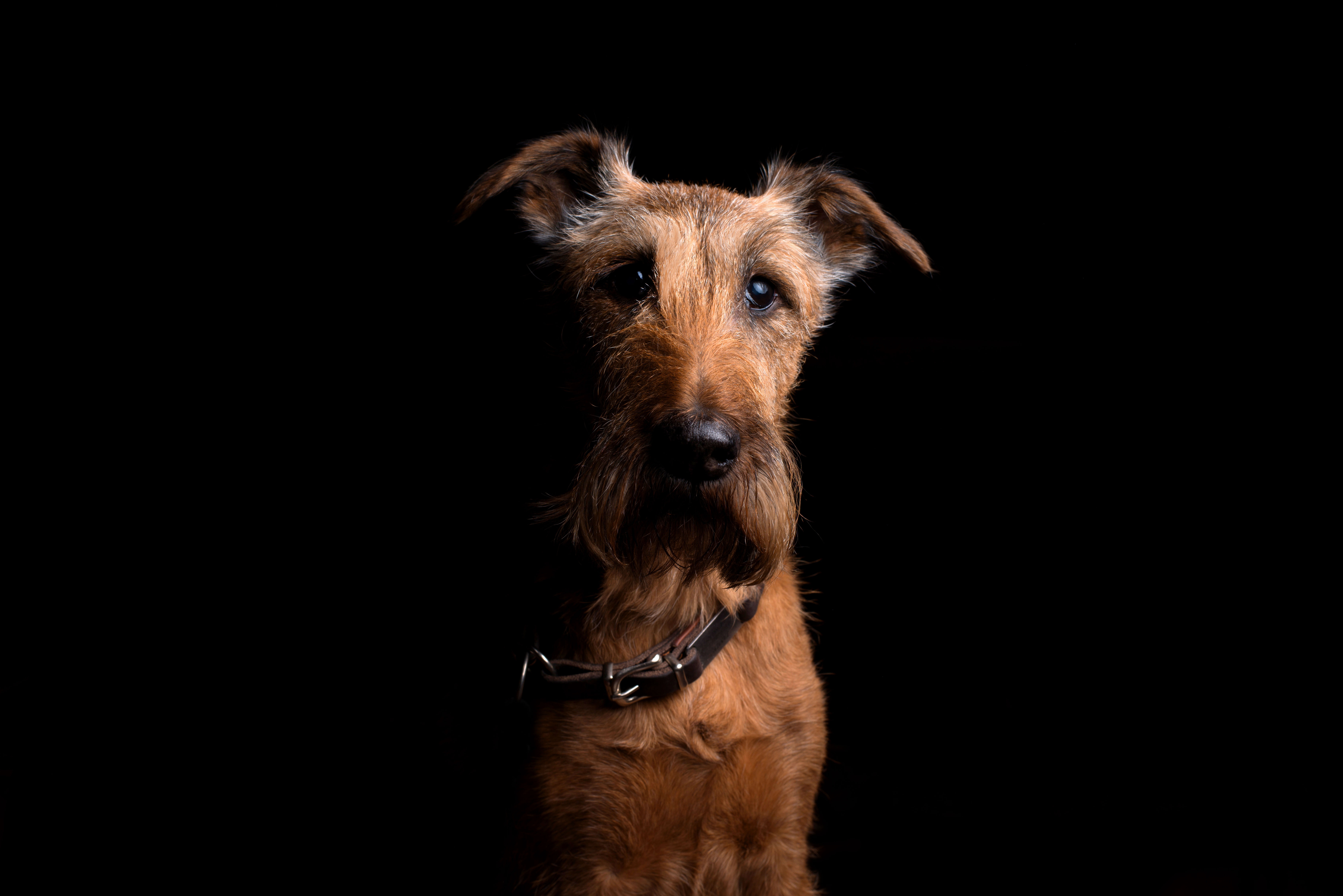 Die besten Irish Terrier Terri-Hintergründe für den Telefonbildschirm