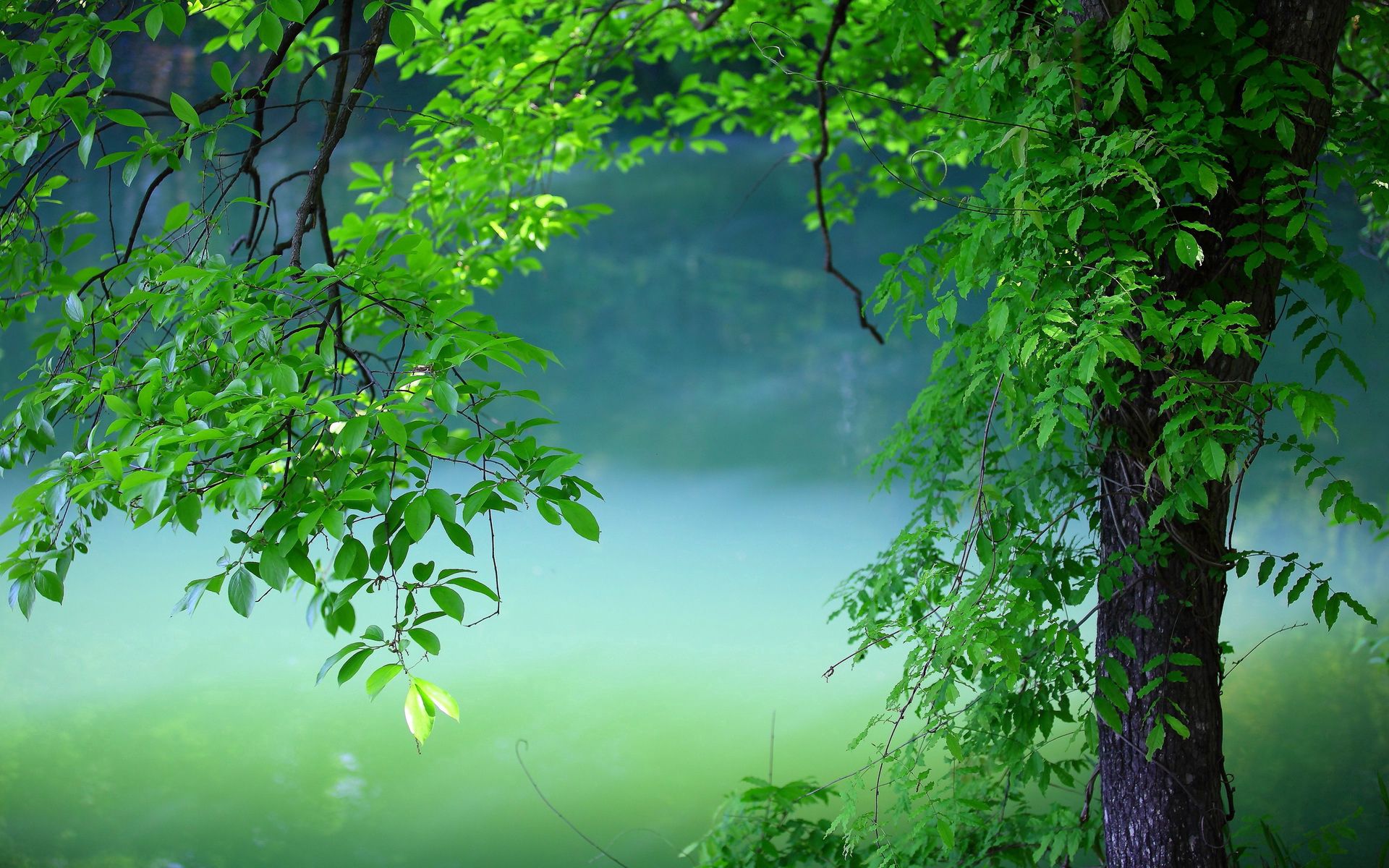 Full HD Nature Background