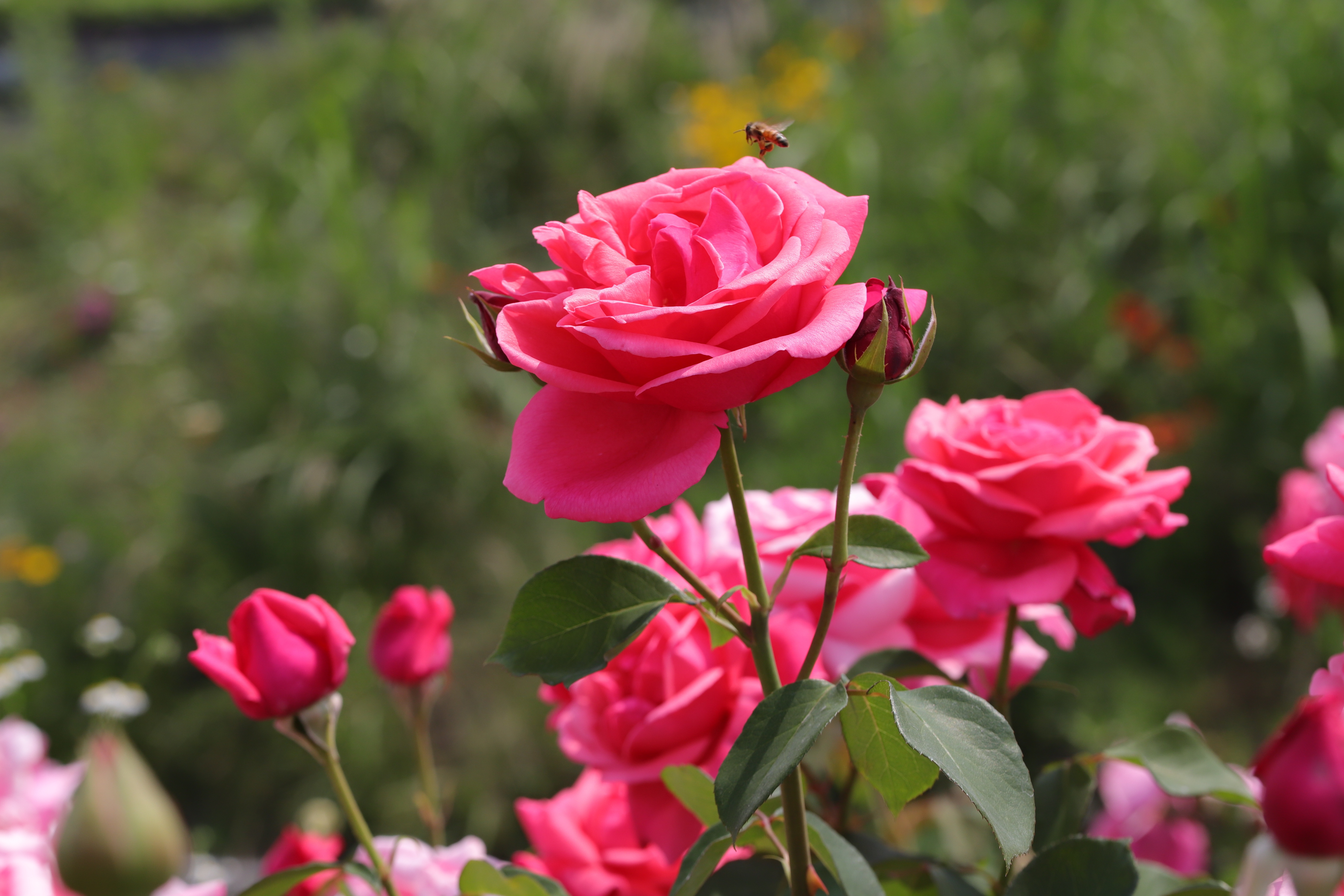 Скачать картинку Роза, Пчела, Земля/природа, Розовый Цветок, Розовая Роза в телефон бесплатно.