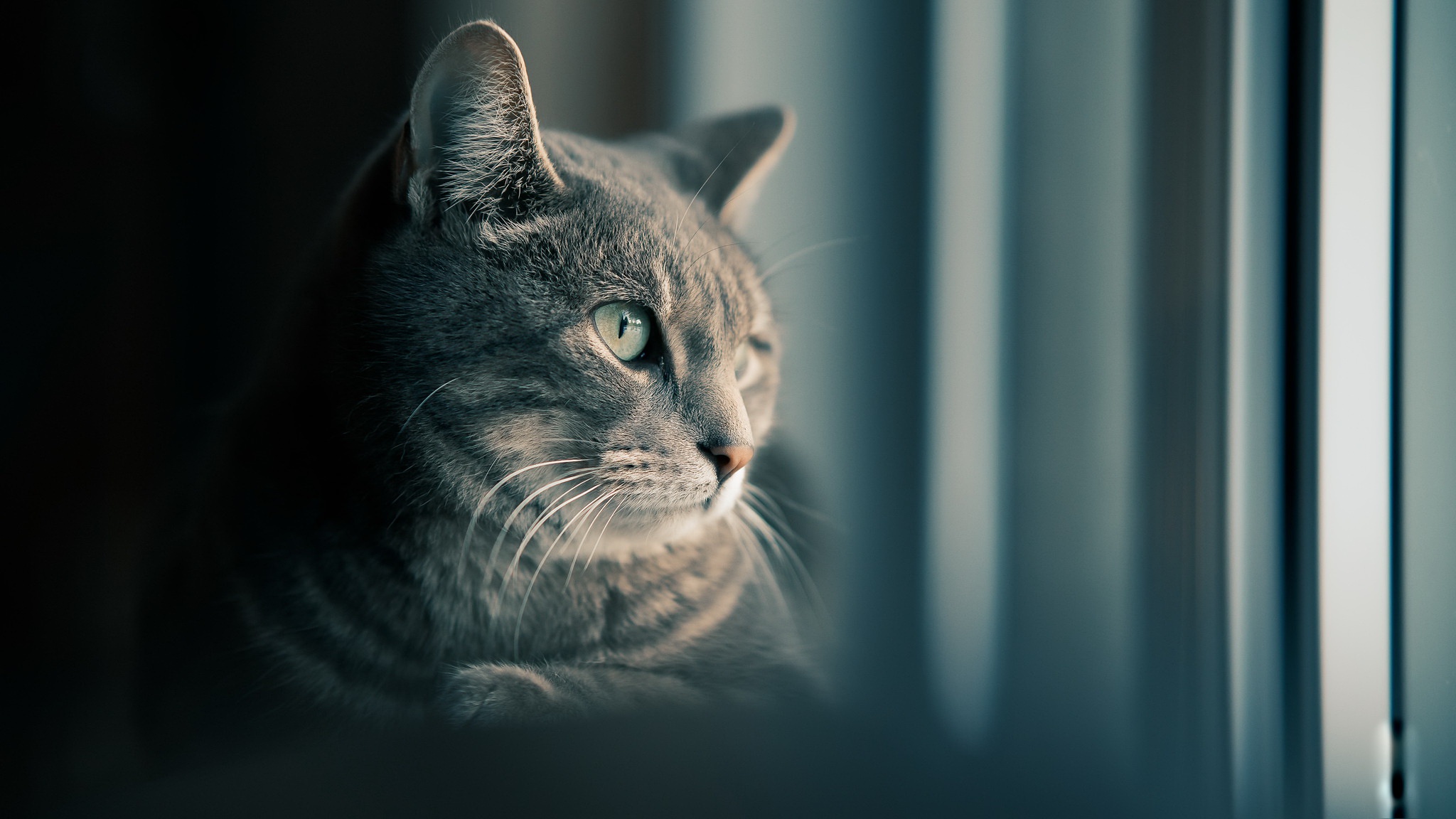 Téléchargez gratuitement l'image Animaux, Chats, Chat sur le bureau de votre PC