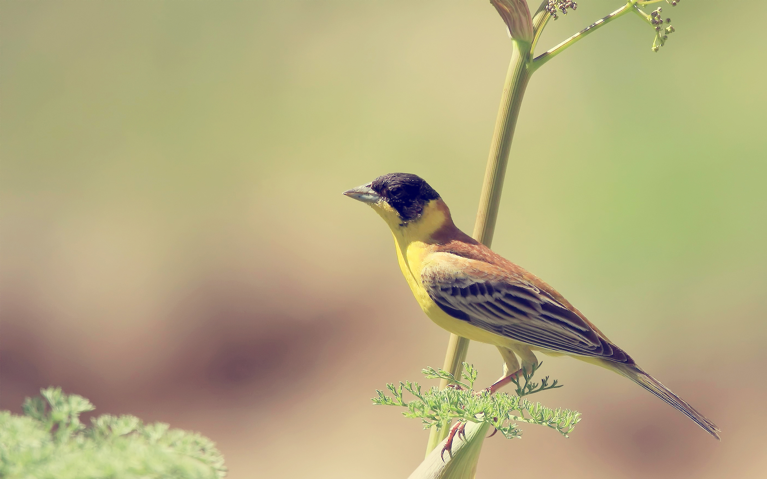 Baixar papel de parede para celular de Animais, Aves, Pássaro gratuito.