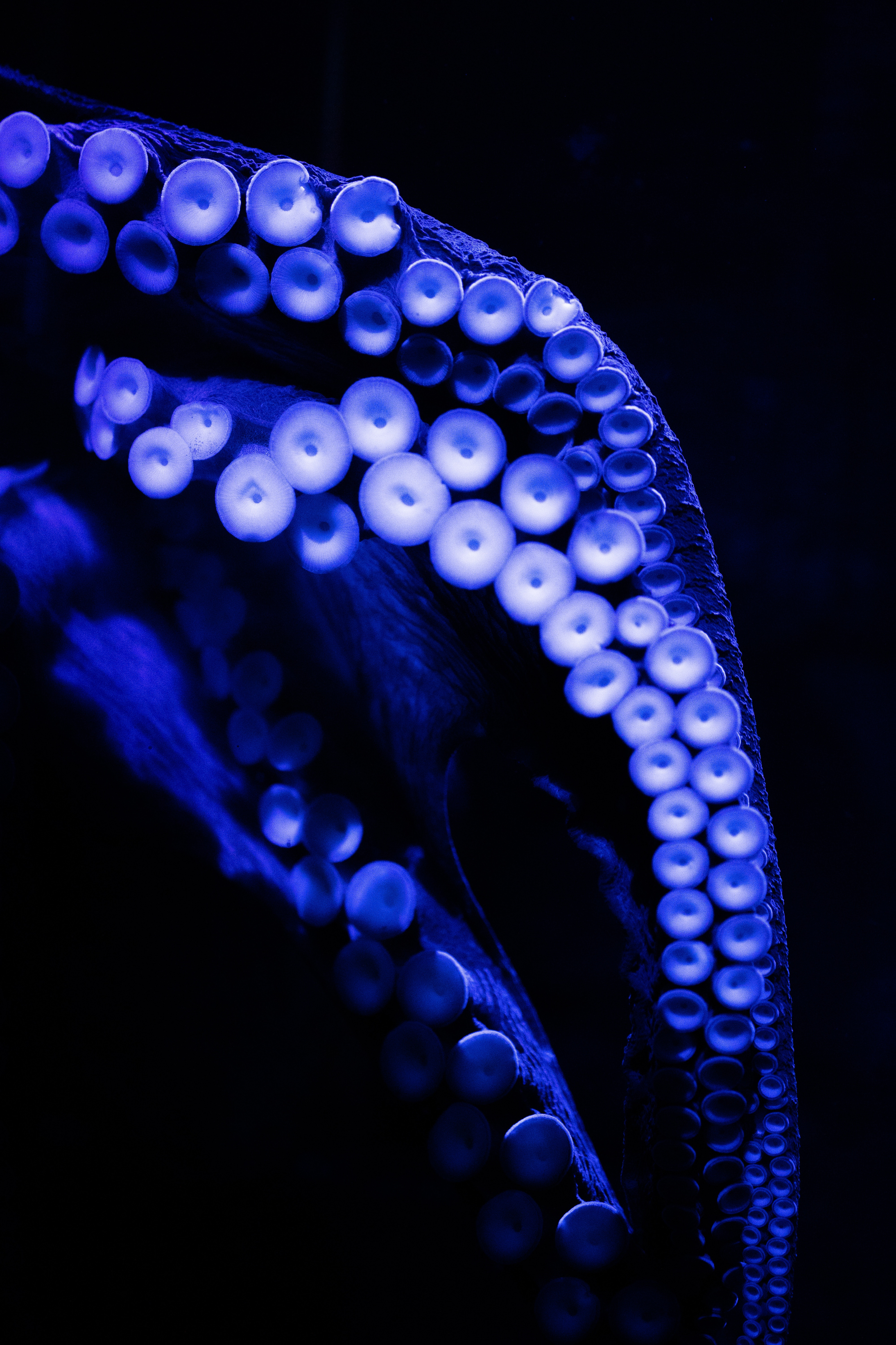 69282 télécharger l'image pieuvre, bleu, macro, sombre, fermer, gros plan, tentacules, poulpe - fonds d'écran et économiseurs d'écran gratuits