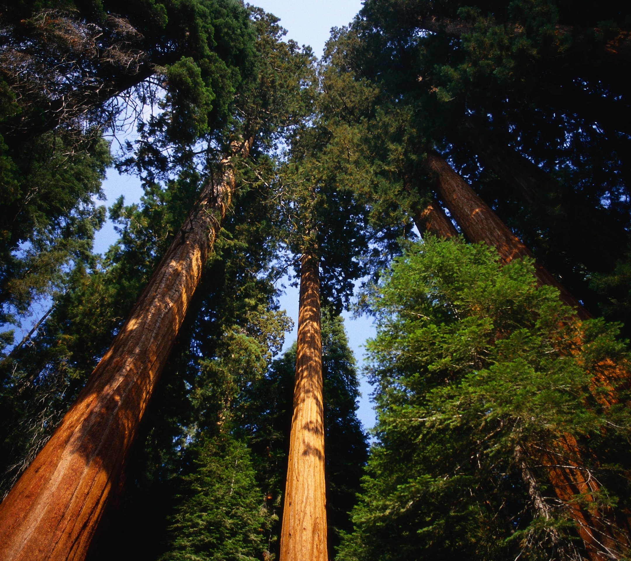 Téléchargez gratuitement l'image Forêt, Terre/nature sur le bureau de votre PC