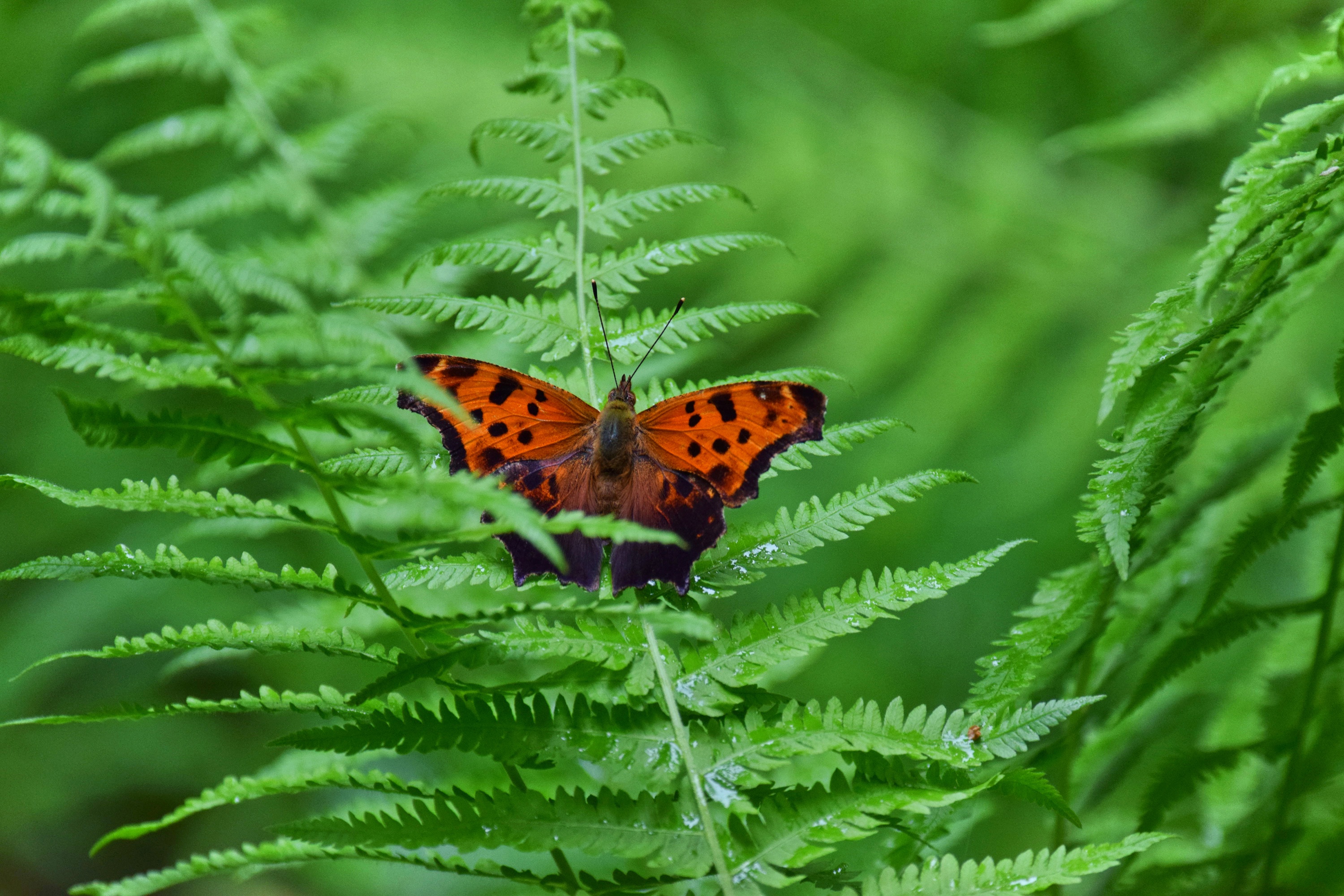 Download mobile wallpaper Macro, Fern, Insect, Butterfly, Animal, Greenery for free.