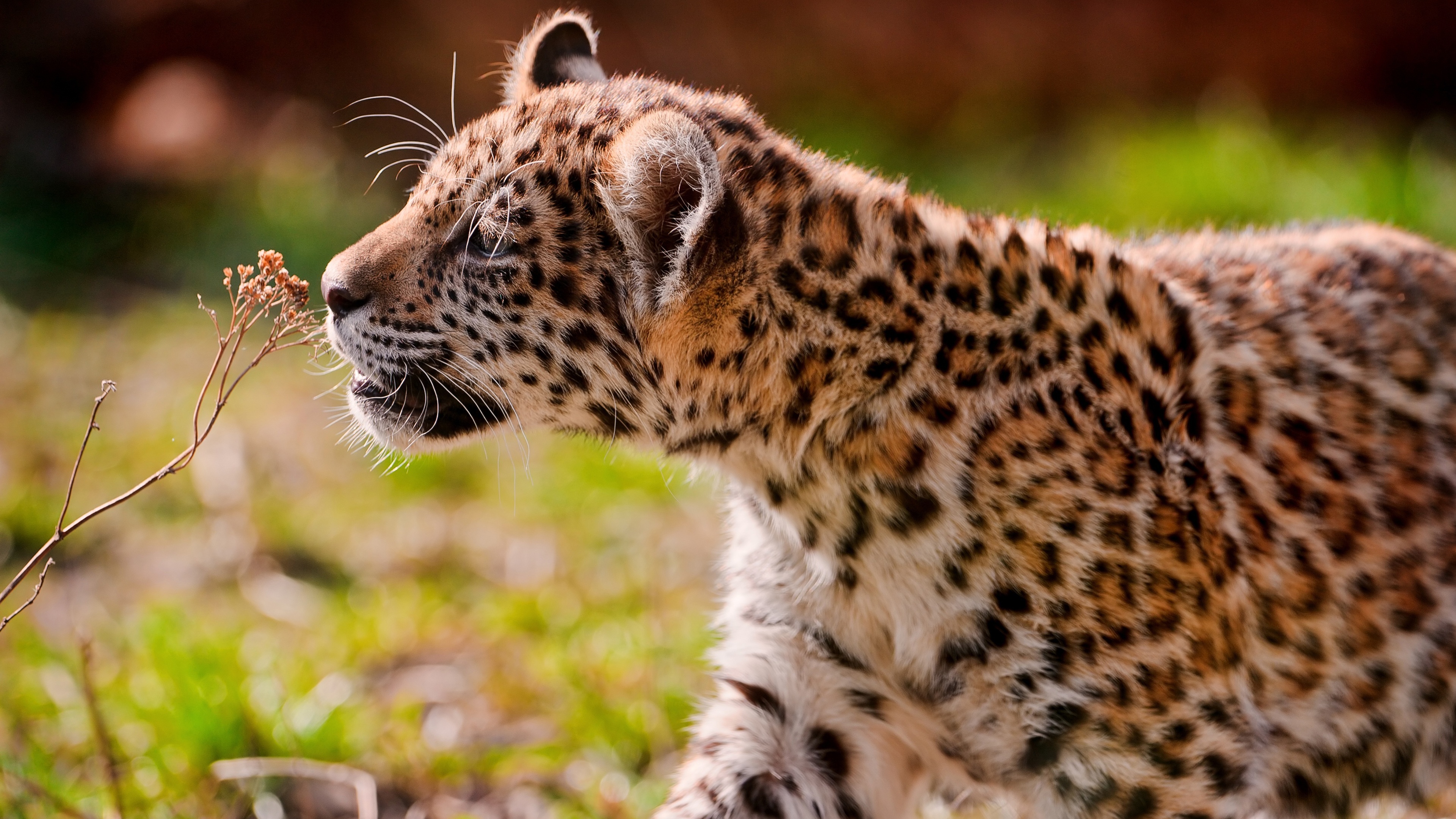 346233 Hintergrundbild herunterladen tiere, jaguar, jungtier, katzen - Bildschirmschoner und Bilder kostenlos