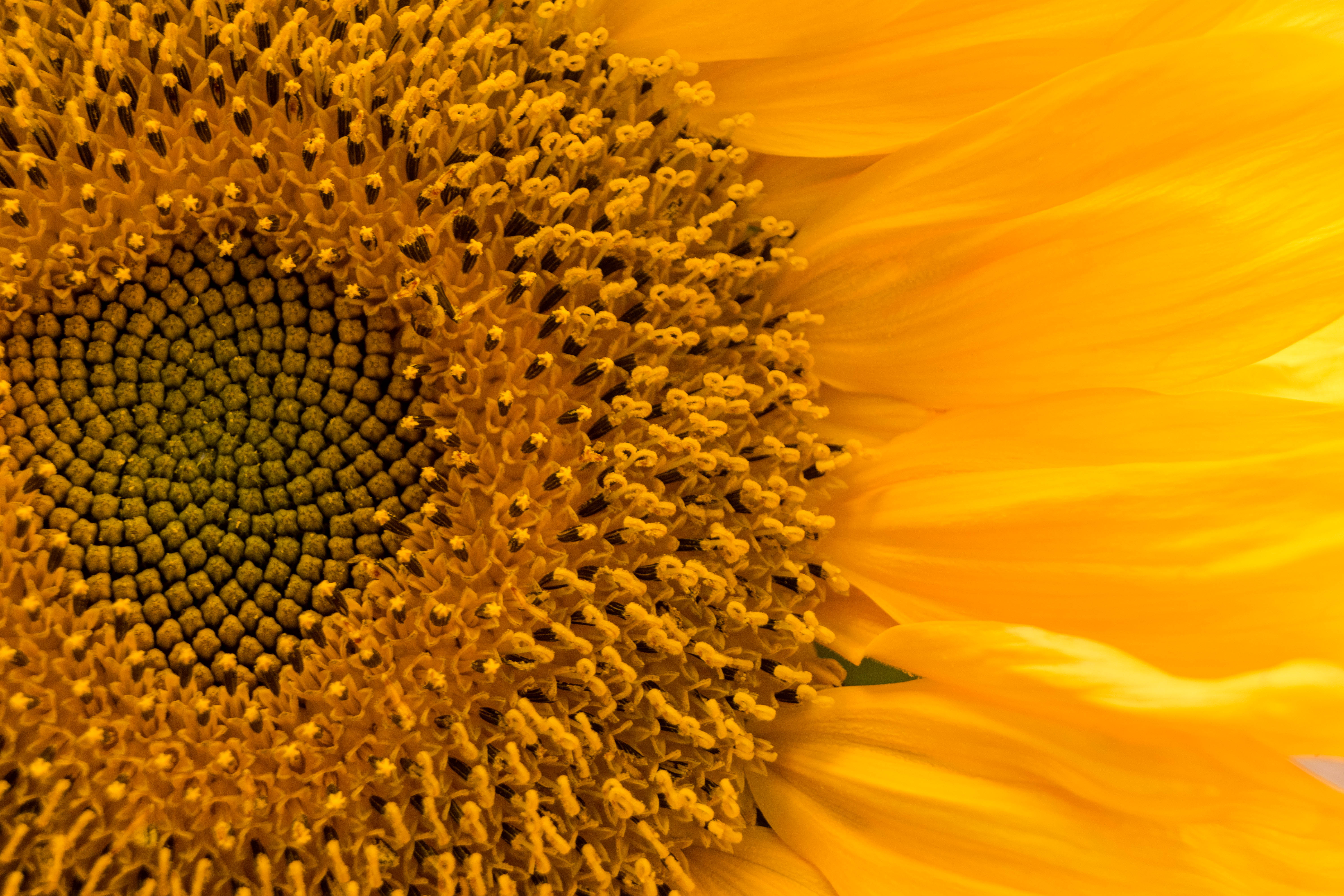 PCデスクトップに大きい, マクロ, 花びら, 黄色, 花, 向日葵, ひまわり画像を無料でダウンロード