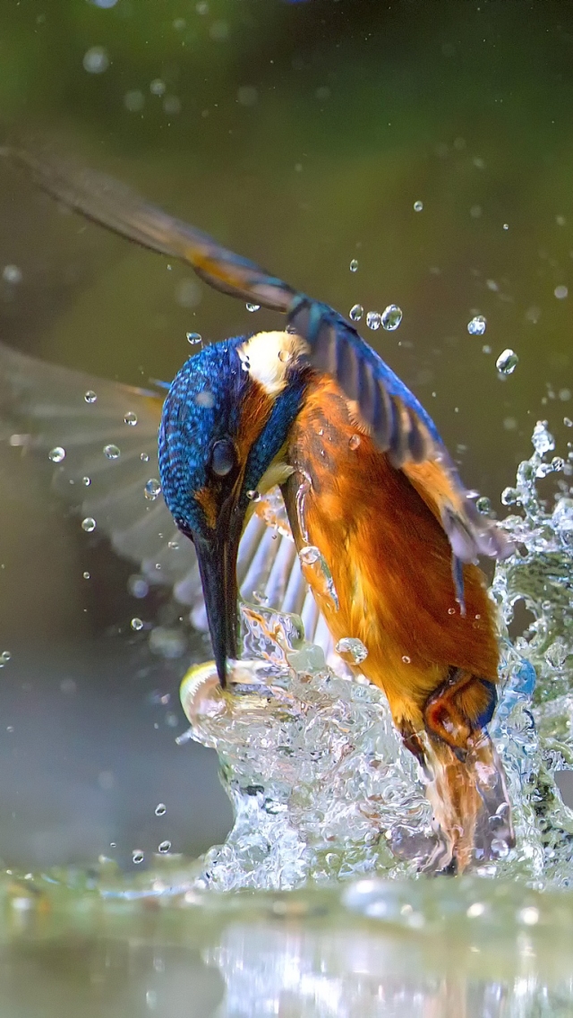 Download mobile wallpaper Birds, Bird, Splash, Animal, Kingfisher for free.