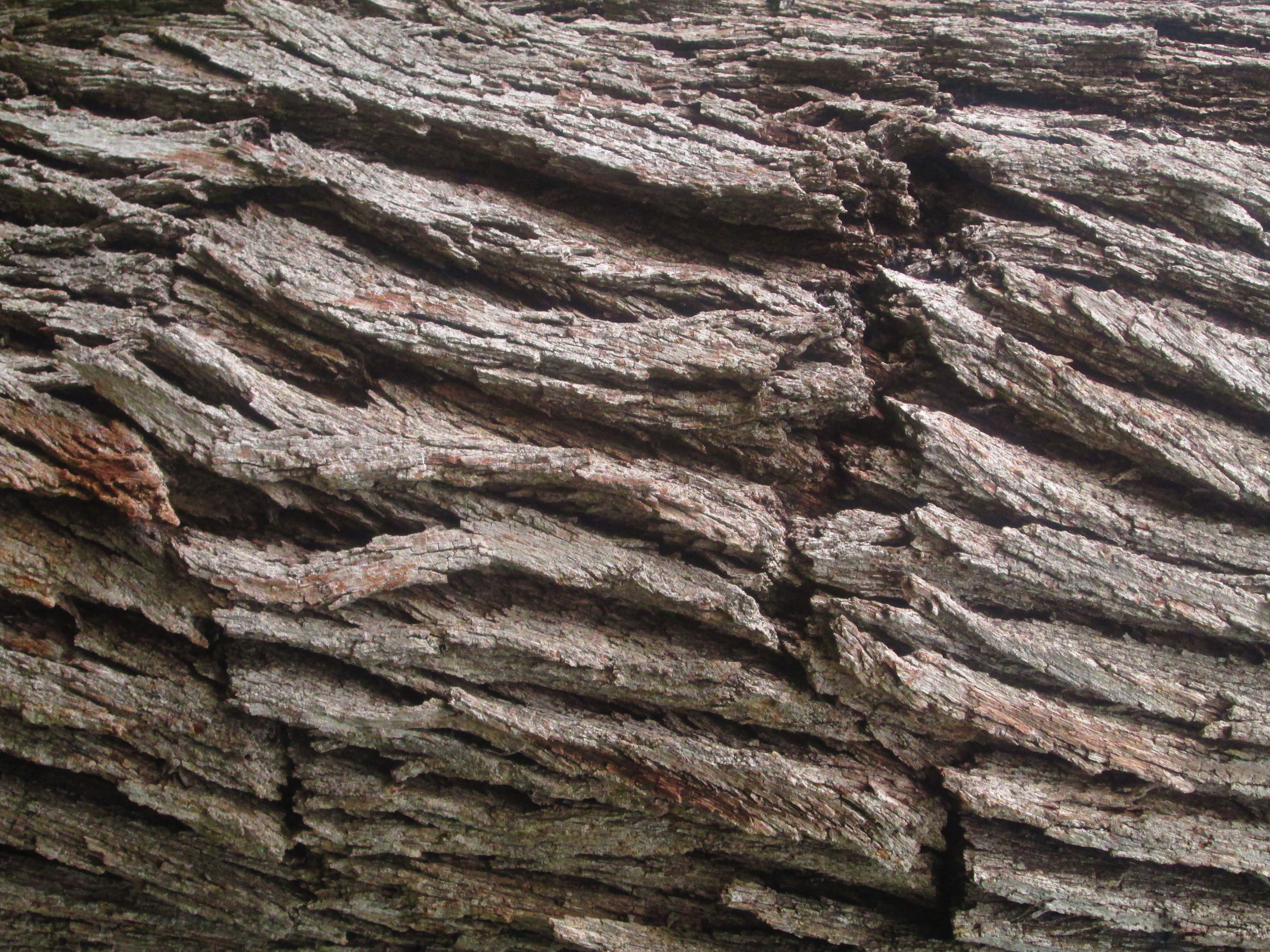 earth, close up, oak, tree