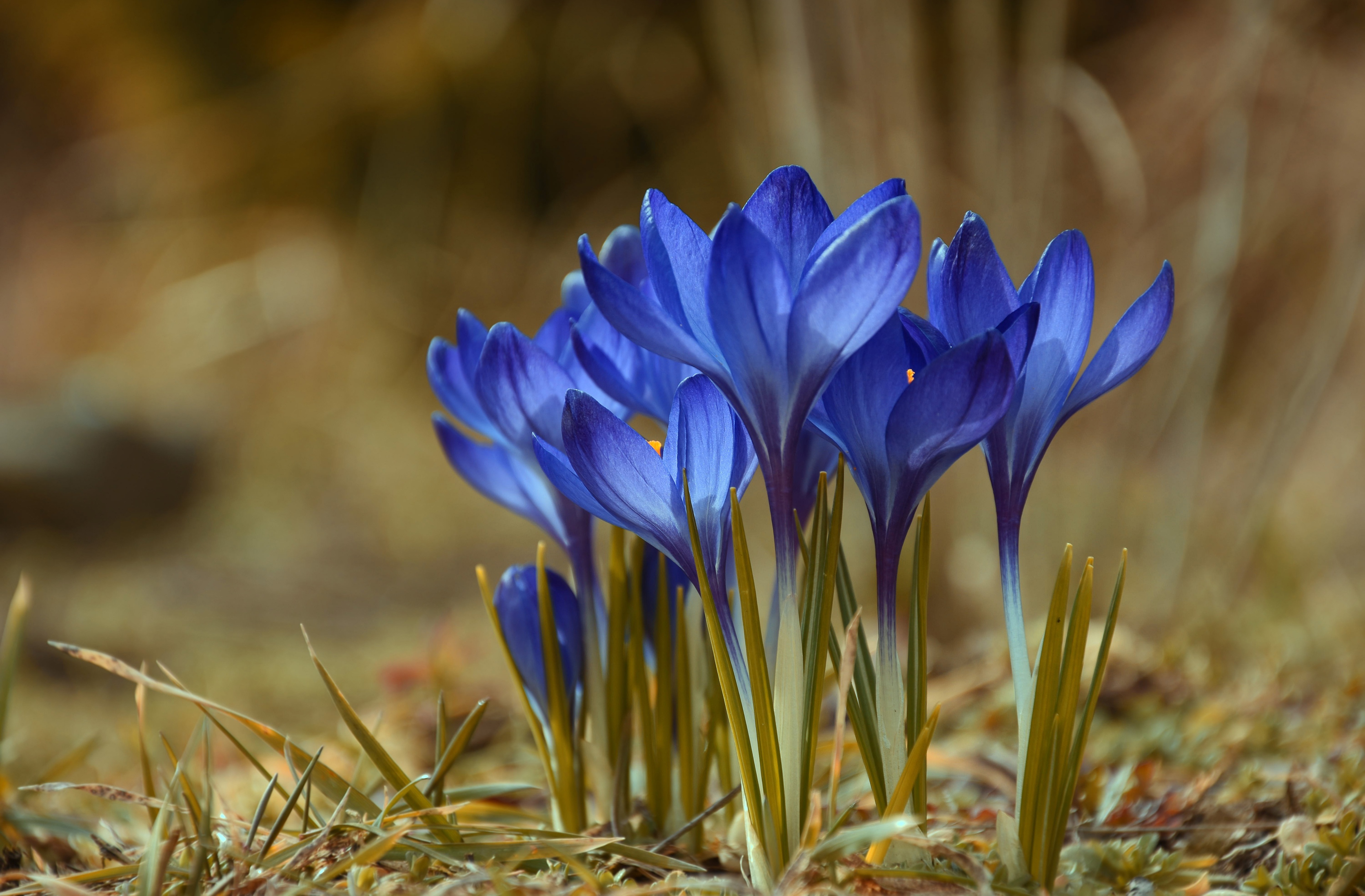 Laden Sie das Blumen, Blume, Frühling, Krokus, Erde/natur-Bild kostenlos auf Ihren PC-Desktop herunter