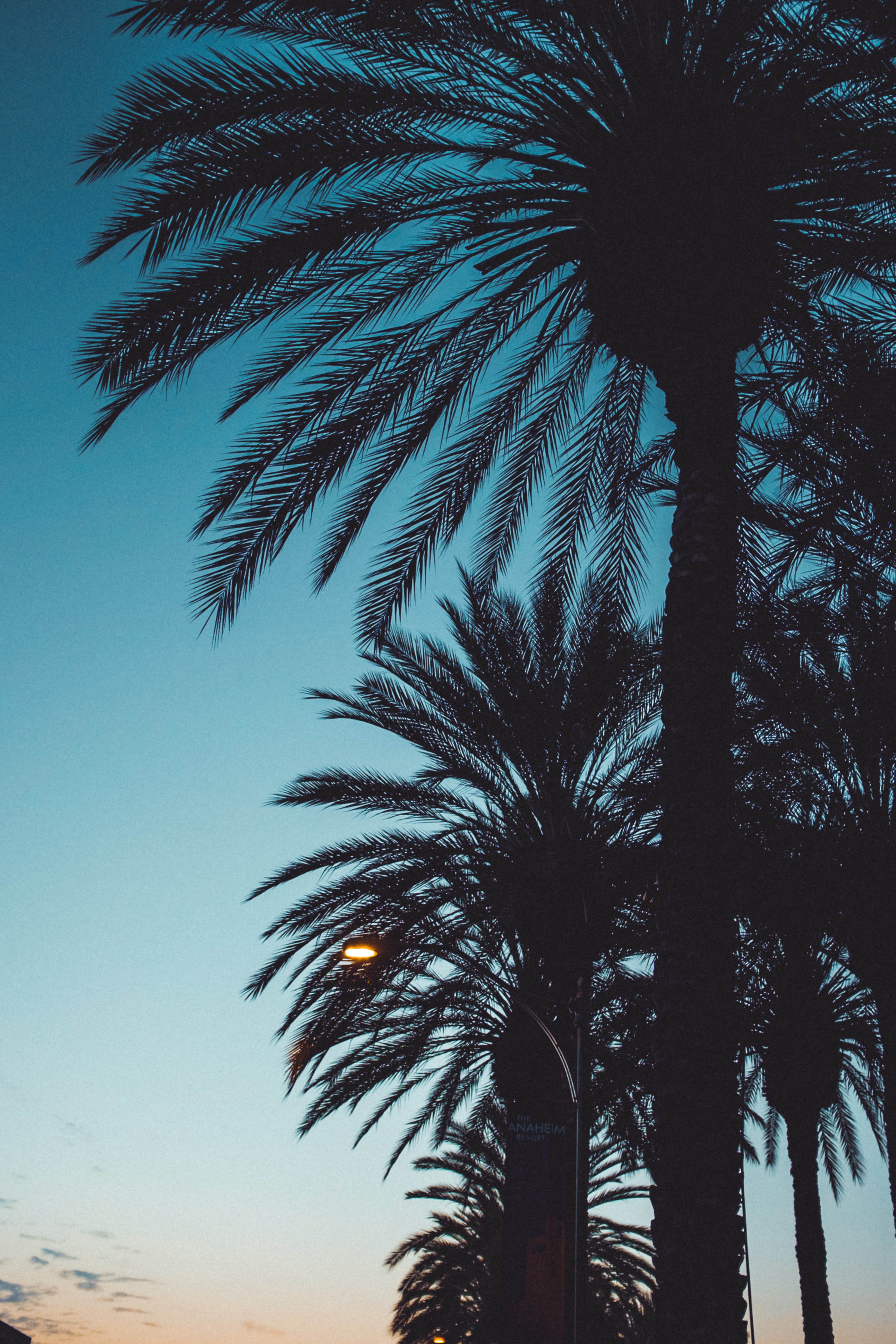Download mobile wallpaper Sky, Trees, Leaves, Sunset, Palms, Silhouettes, Dark for free.
