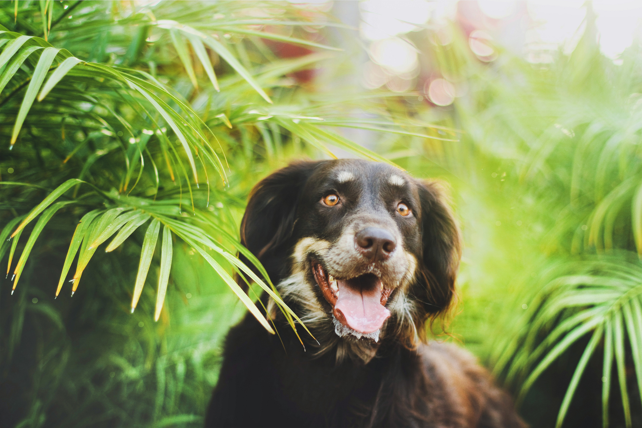 Descarga gratuita de fondo de pantalla para móvil de Animales, Pastor Australiano.