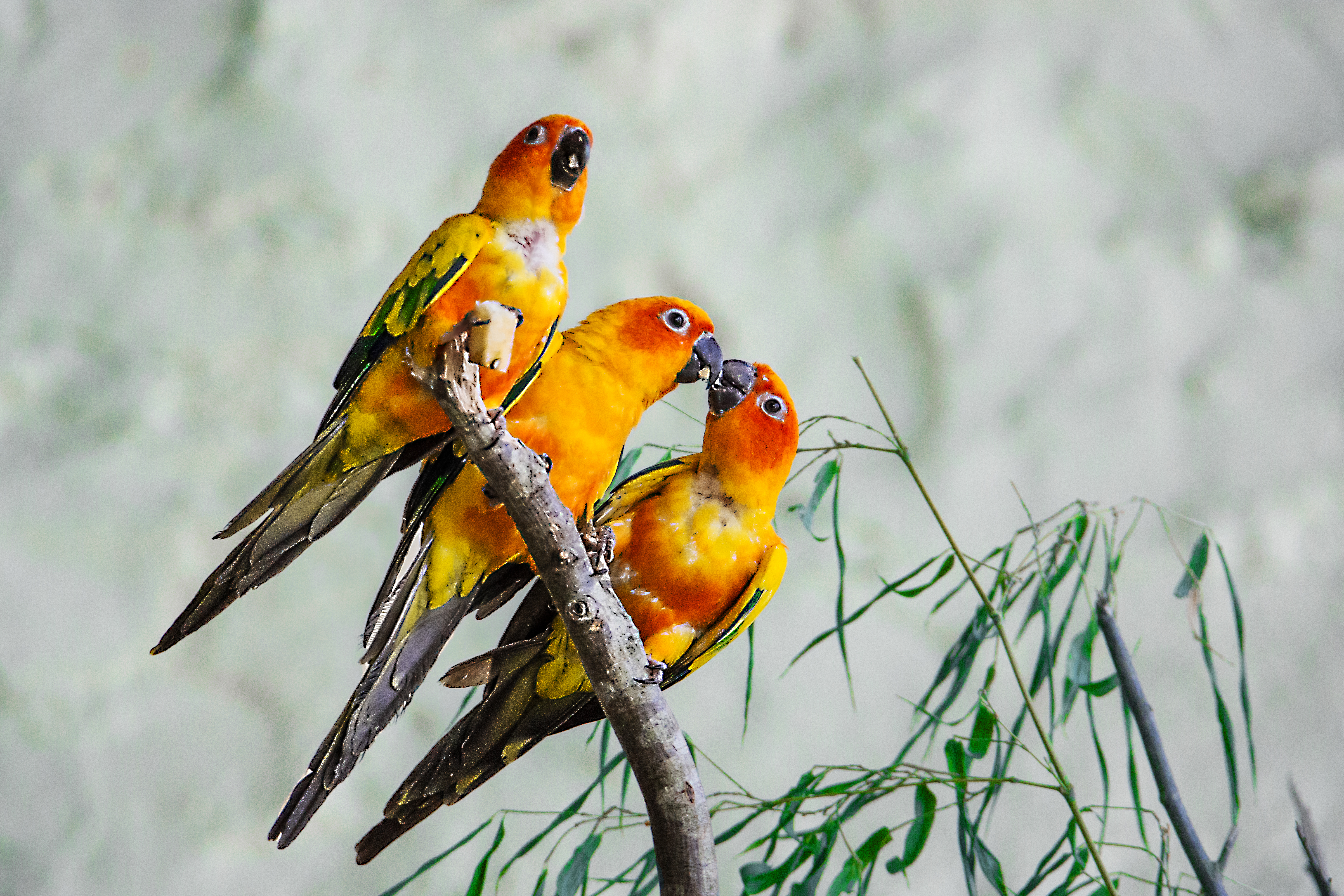 animal, sun parakeet, bird, birds