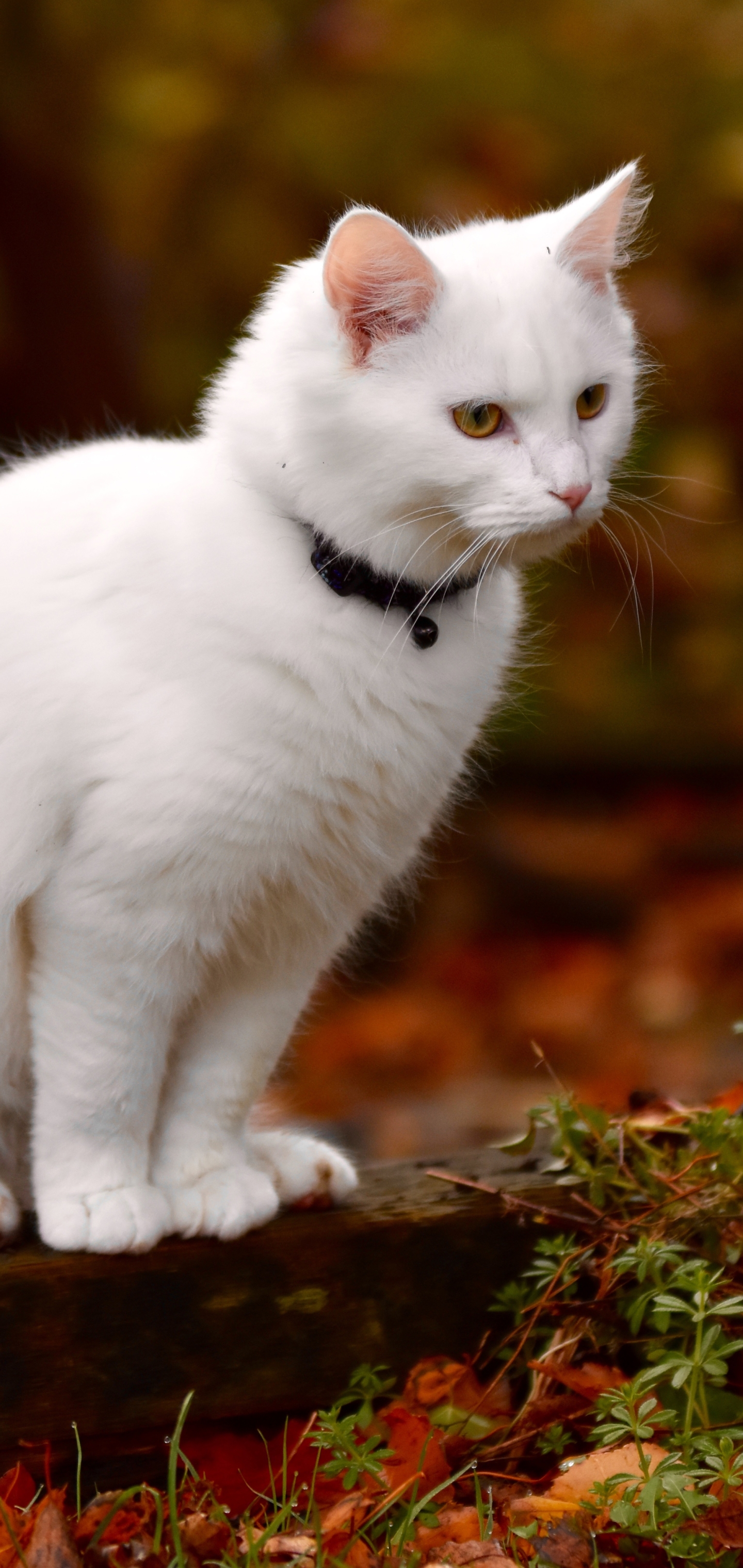 Handy-Wallpaper Tiere, Katzen, Katze kostenlos herunterladen.