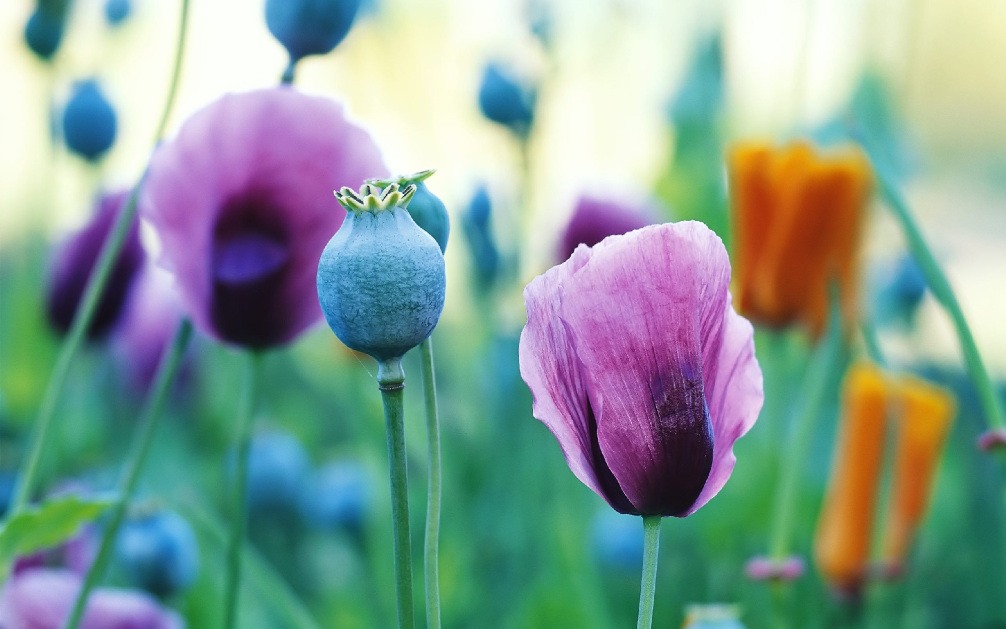 Descarga gratuita de fondo de pantalla para móvil de Flor, Tierra/naturaleza.