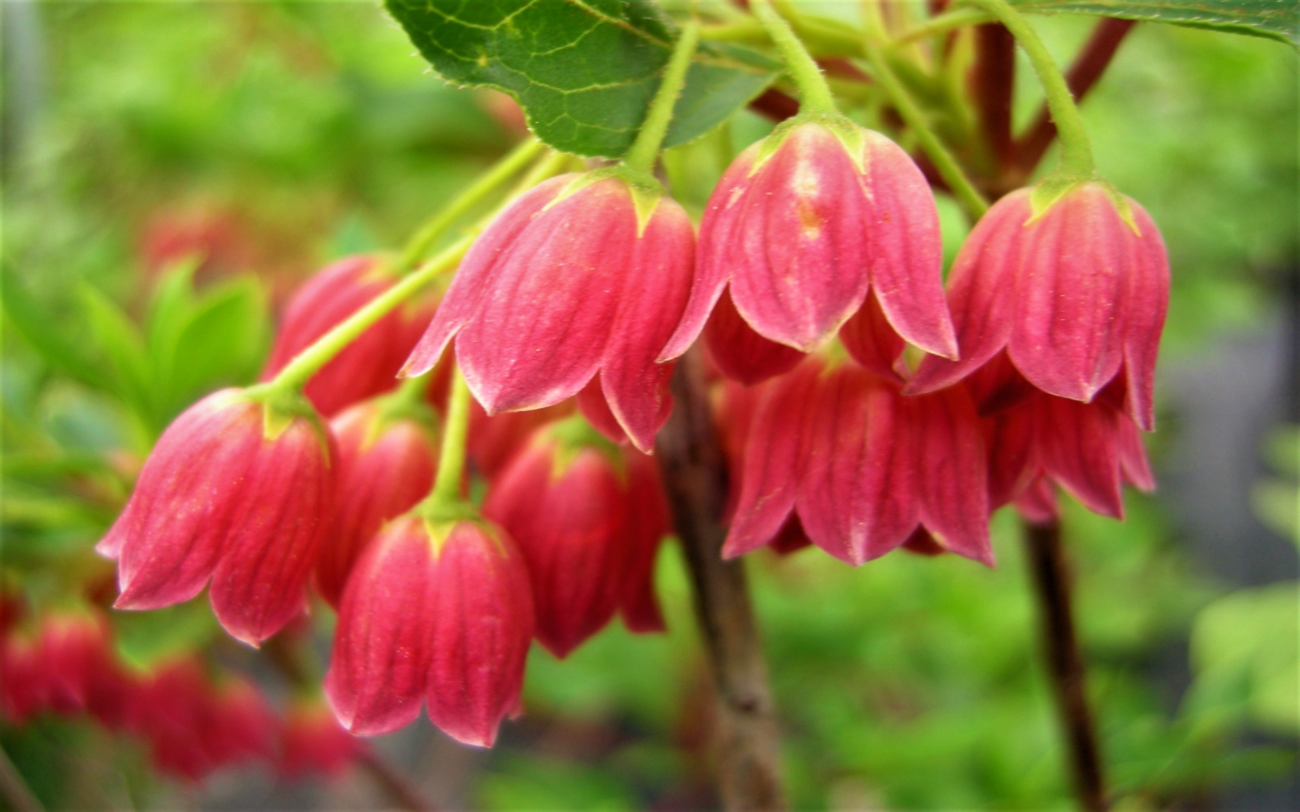 Descarga gratuita de fondo de pantalla para móvil de Flores, Flor, Flor Rosa, Tierra/naturaleza.