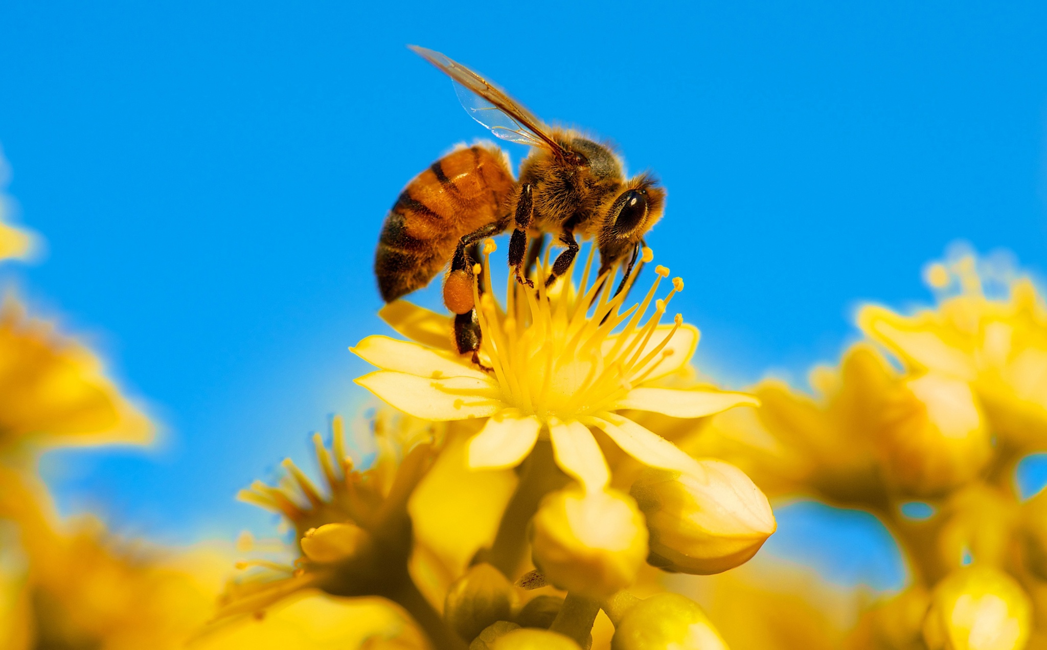 無料モバイル壁紙動物, 昆虫, 花, 大きい, 蜂, 黄色い花, 虫をダウンロードします。