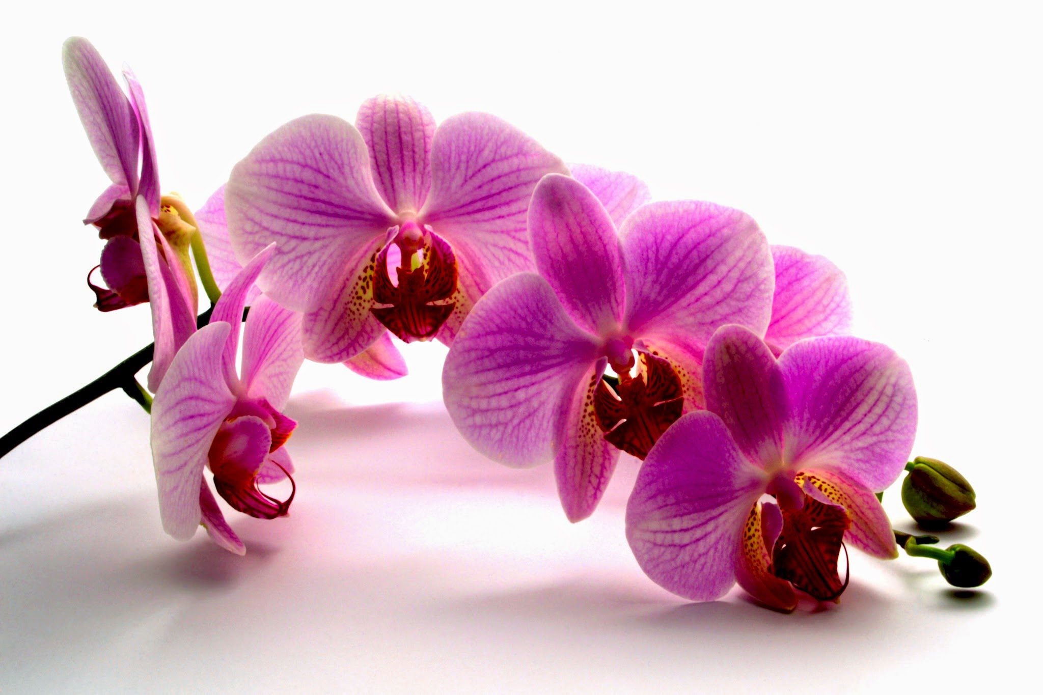 Скачать обои бесплатно Цветок, Орхидея, Земля/природа, Розовый Цветок, Флауэрсы картинка на рабочий стол ПК