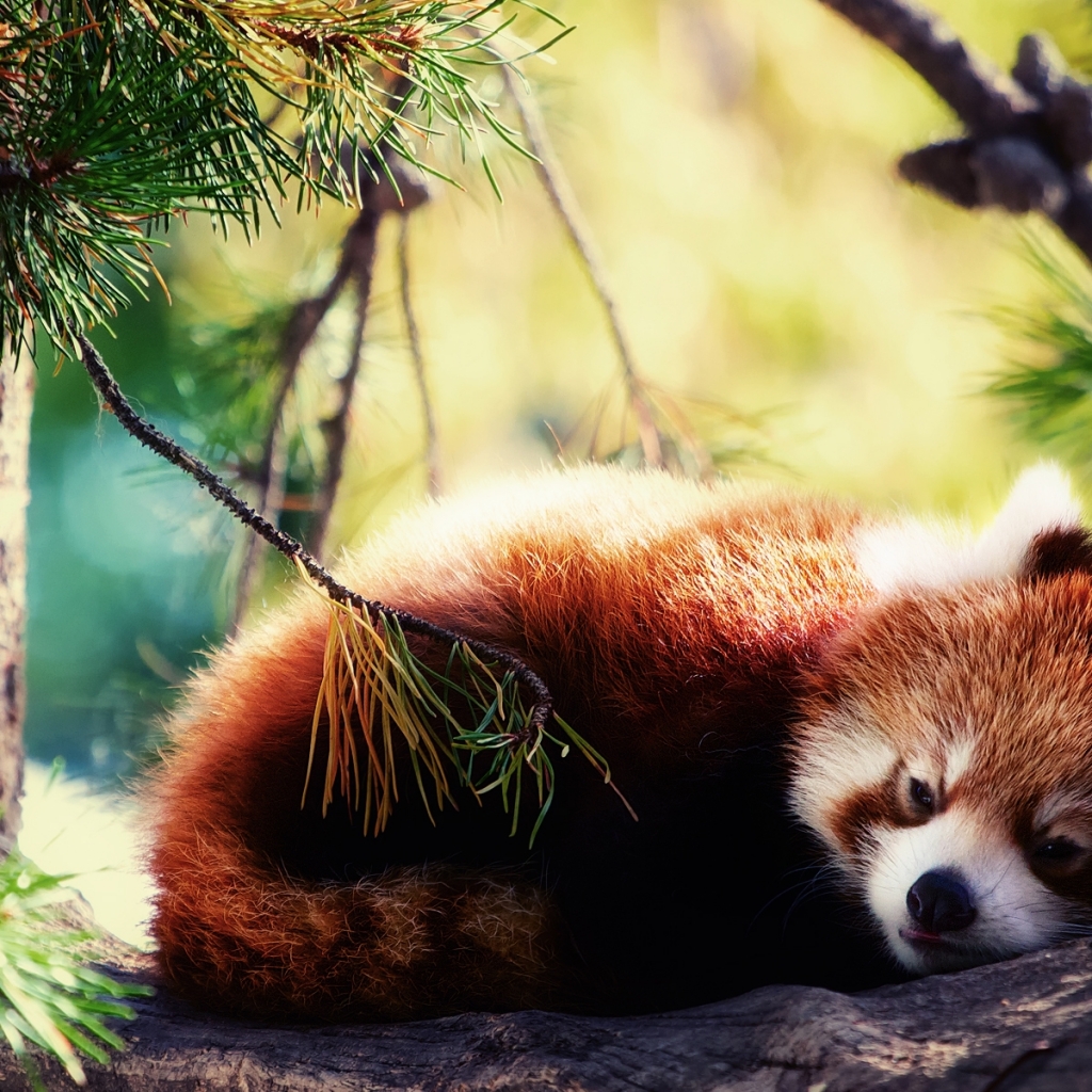 Download mobile wallpaper Animal, Red Panda for free.