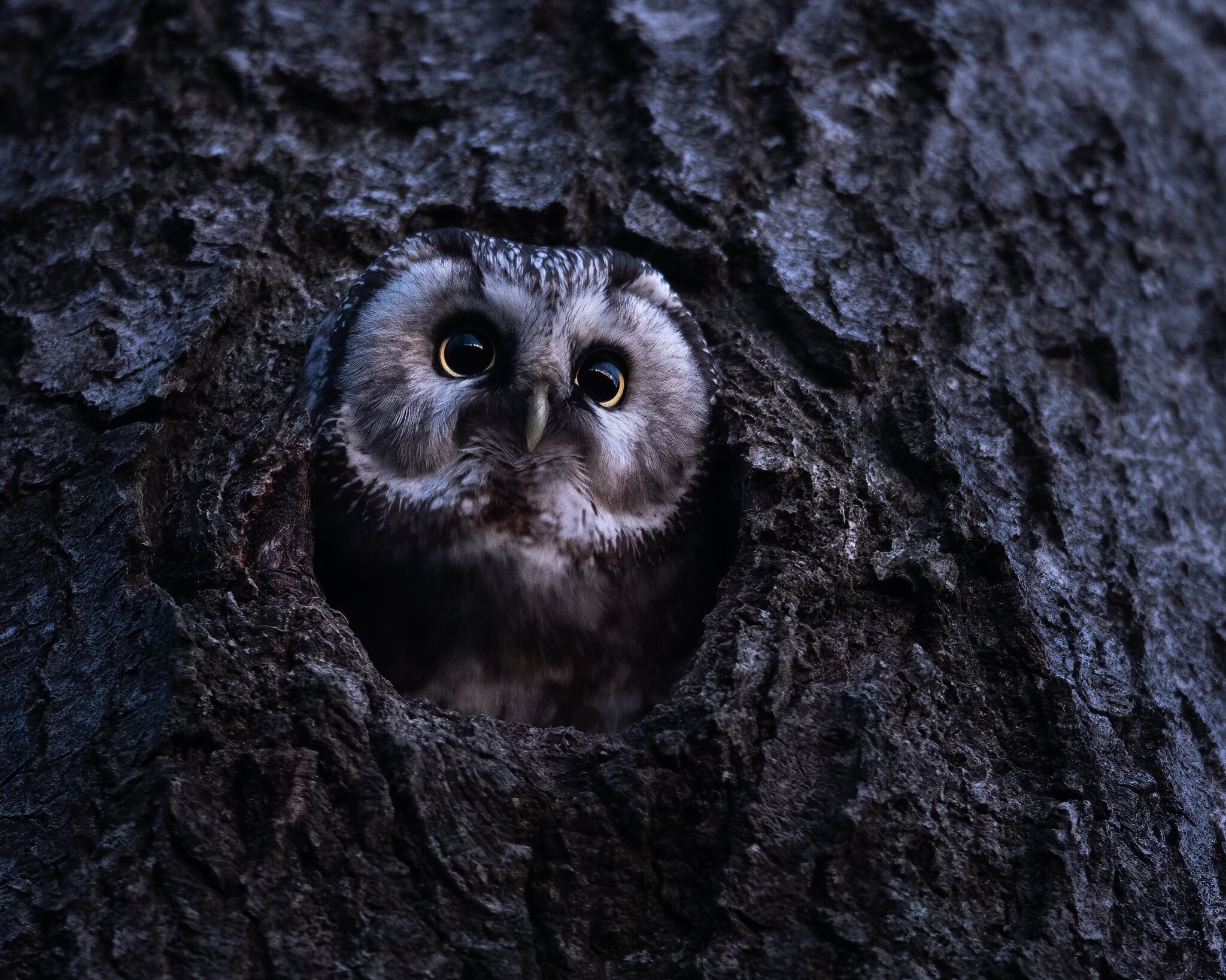 Download mobile wallpaper Owl, Birds, Animal for free.