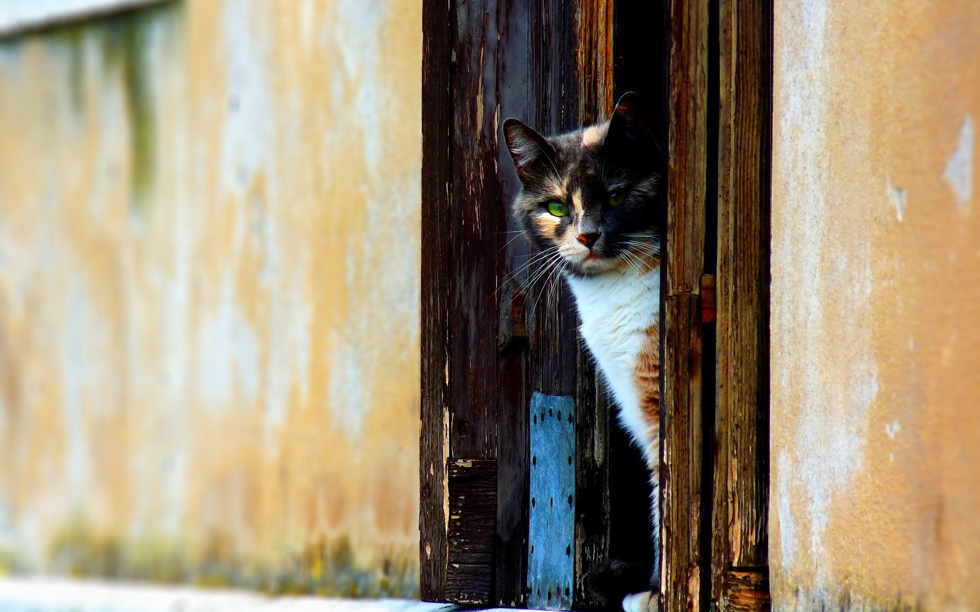 Handy-Wallpaper Tiere, Katze kostenlos herunterladen.