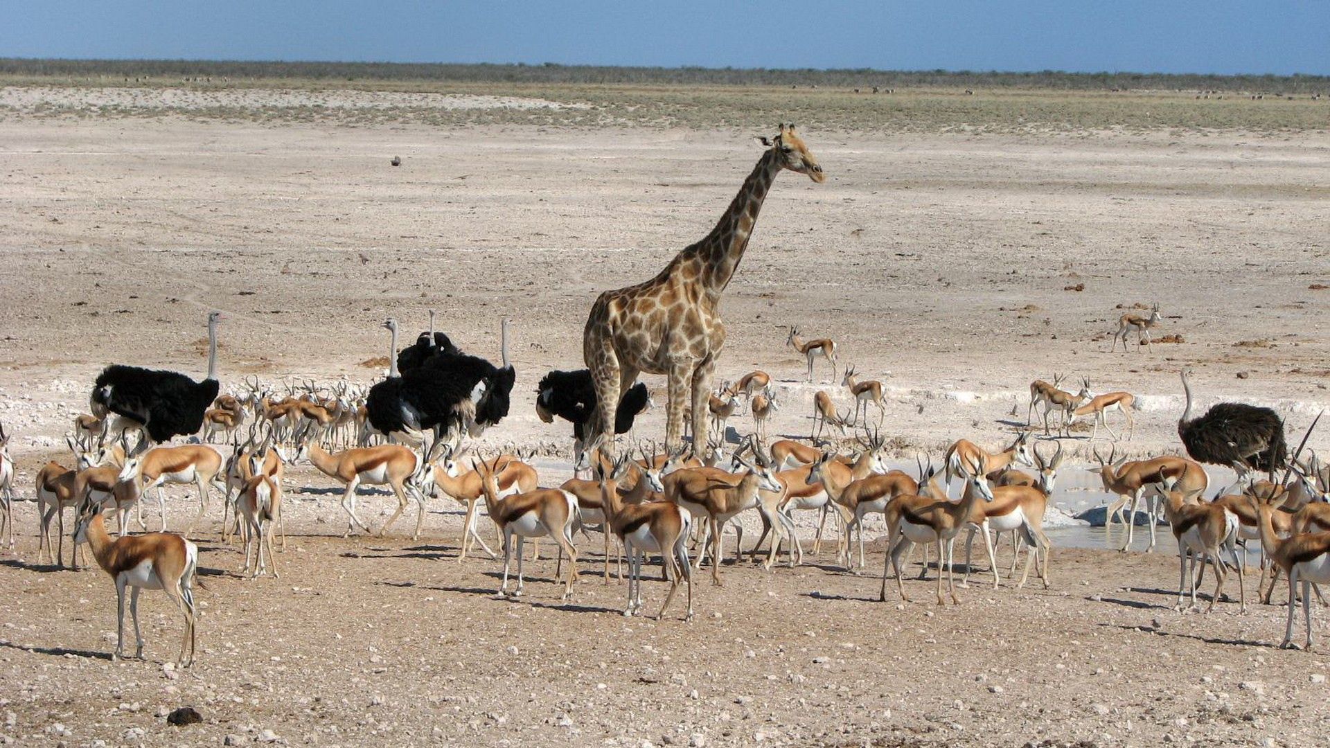 Скачать обои бесплатно Прогулка, Страус, Животные, Пустыня, Жираф, Африка картинка на рабочий стол ПК