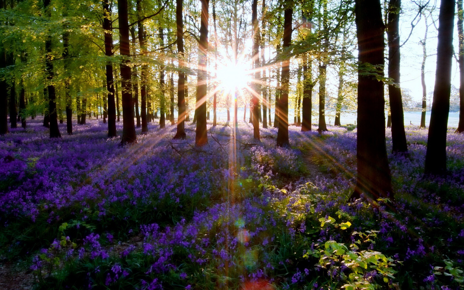 Téléchargez gratuitement l'image Forêt, Terre/nature sur le bureau de votre PC