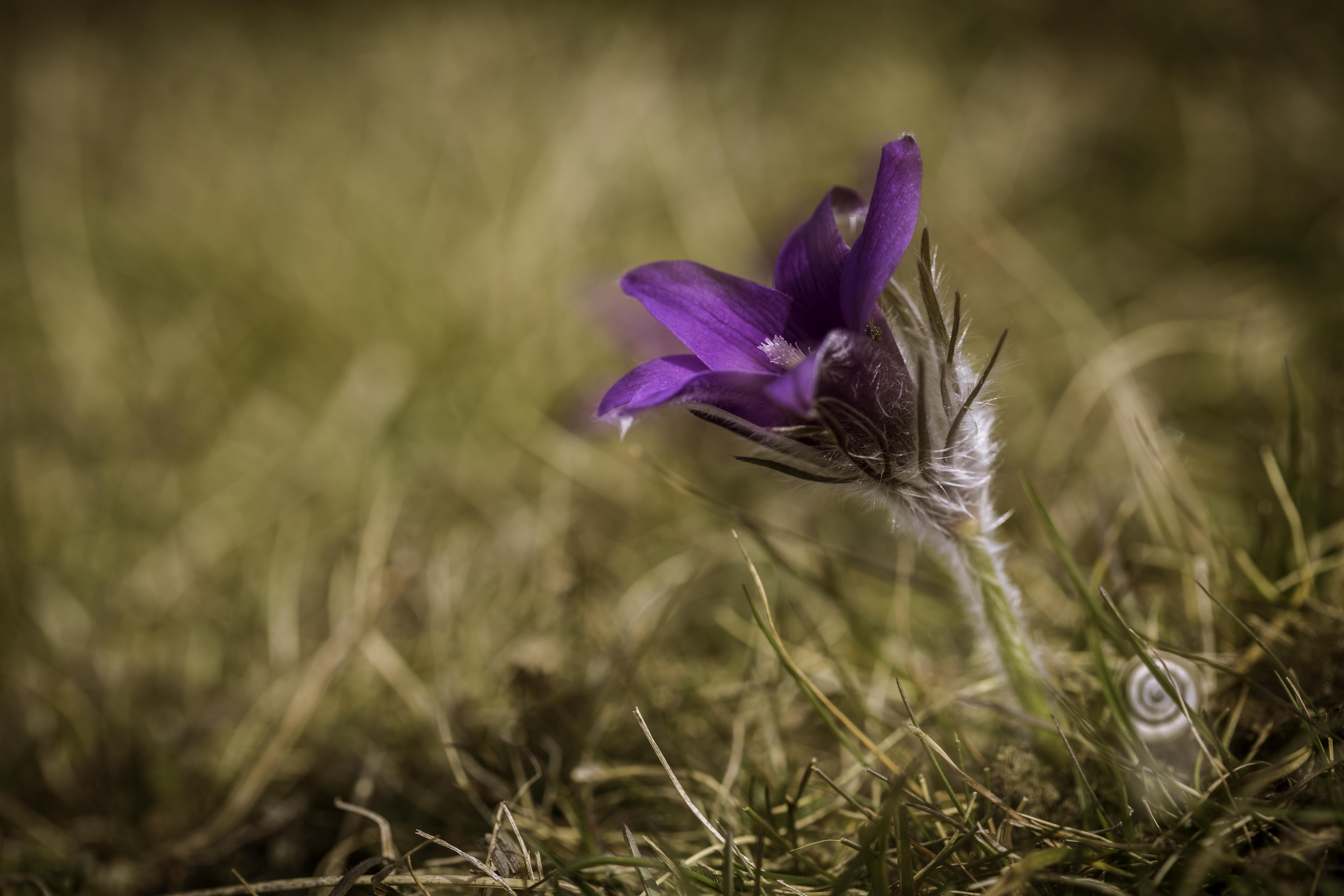 379817 Bildschirmschoner und Hintergrundbilder Blumen auf Ihrem Telefon. Laden Sie  Bilder kostenlos herunter